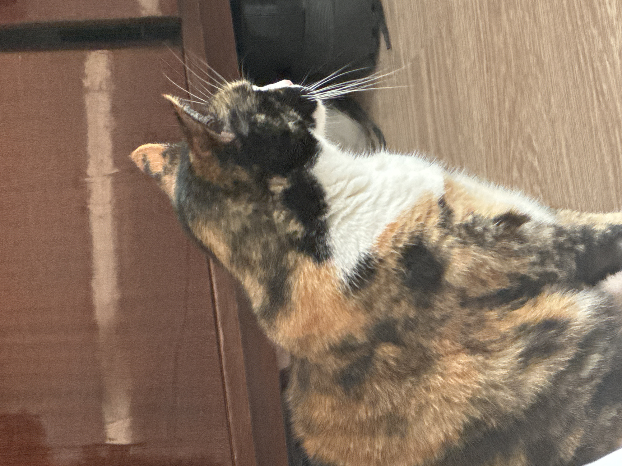 The image features a domestic calico cat, distinguished by its prominent patches of black, orange-ginger, and white fur. The cat is captured from a high-angle perspective, positioned centrally within the frame and looking intently upwards, with its head tilted back and its chin exposed. Its long, white whiskers fan out prominently.
The setting appears to be indoors, characterized by warm, natural light, suggesting it is daytime. The background is composed of two distinct wooden surfaces. To the left, a reddish-brown wooden wall or piece of furniture exhibits clear vertical streaks of bright light, indicative of sunlight streaming into the room. To the right, a lighter, textured wooden floor extends, partially visible behind the cat's body. The cat's mottled fur pattern is clearly visible across its back and sides. The cat's upward gaze conveys a sense of curiosity or attentiveness towards an unseen object or area above it. There is no visible text in the image.