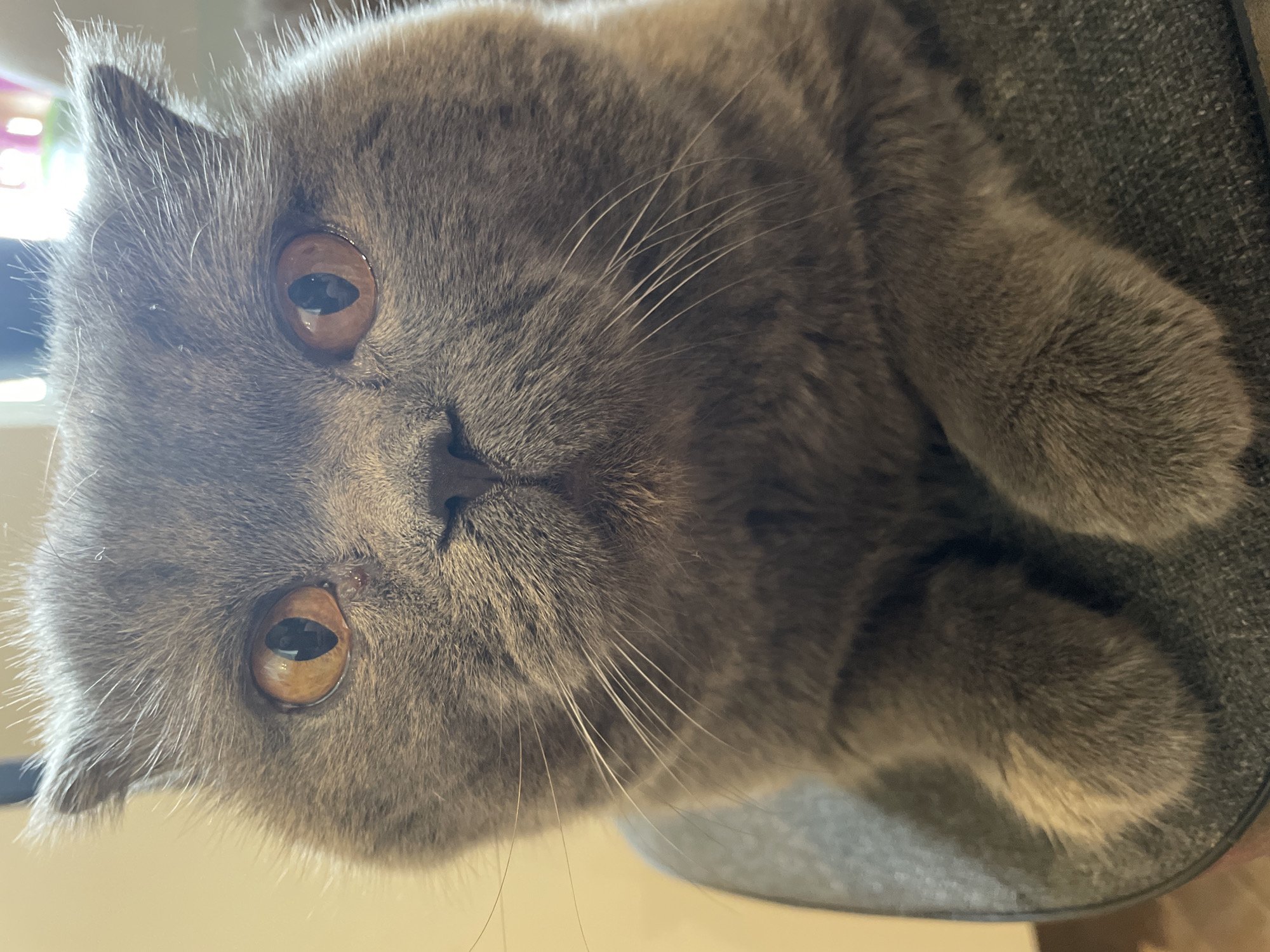A close-up portrait of a domestic cat, likely a British Shorthair, is captured. The cat features dense, blue-grey fur, a rounded face, and striking copper-orange eyes with dark, elliptical pupils. Its gaze is directed forward, appearing calm and observant. Prominent white whiskers fan out from its muzzle, and its small, dark nose is centered on its face. The cat's short, pointed ears are visible at the top of its head.
The cat is resting or lying down on a dark grey, textured upholstered surface, possibly a chair, sofa, or cat bed, which is visible beneath its head and paws. Portions of its front paws, covered in the same grey fur, are also visible. The background is softly out of focus, indicating an indoor setting. The lighting highlights the texture of the cat's fur and the vivid color of its eyes.
The original image is rotated approximately 90 degrees clockwise, presenting the cat's head on the left side of the frame. No text is visible in the image.
