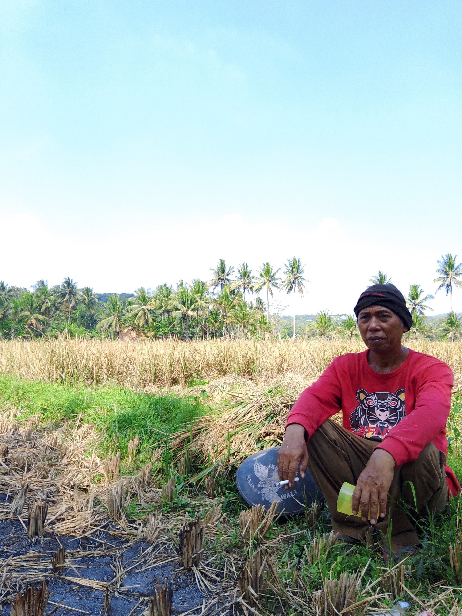A middle-aged Indonesian man wearing a red long-sleeved shirt with a tiger graphic and brown pants, squats in a rice field in Adimulya, Indonesia. He wears a black headscarf and holds a cigarette in his right hand and a yellow cup in his left. Behind him is a black bucket with a white eagle graphic. The field is filled with dry rice stalks and green grass, with a line of palm trees in the background under a clear blue sky.