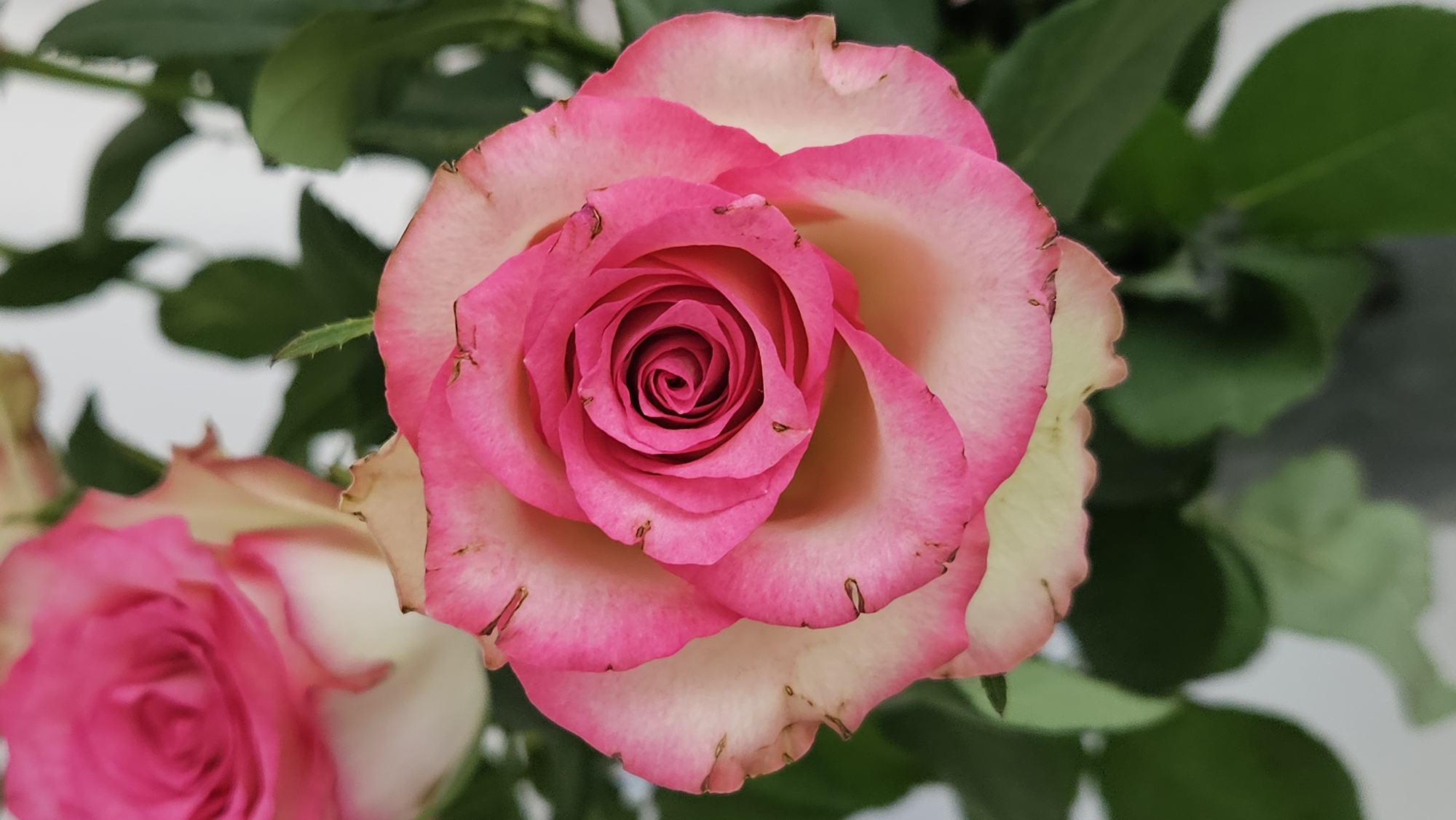 The image is a close-up, top-down view of a pink and white rose. The rose has many layers of petals, with the edges of the outer petals being a creamy white that transitions to a bright pink towards the center. The very center of the rose is a tight spiral of deep pink petals. The petals have small brown imperfections along their edges. Green leaves are visible in the background, out of focus. The scene is a studio shot, or an indoor setting, with a neutral background. There is no discernible information within the image to suggest a specific location in Bratislava, Slovakia.