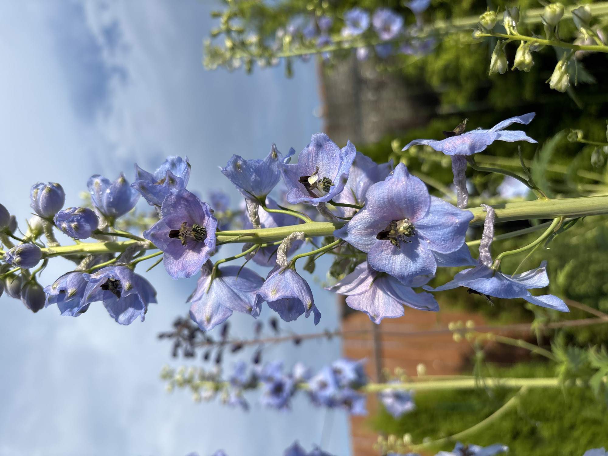 The image features a close-up, low-angle shot of a stalk of blue delphinium flowers against a backdrop of a blue sky with some clouds. The flowers are a vibrant shade of blue with some hints of purple and are adorned with water droplets, suggesting recent rain or dew. Several flowers are in bloom, while others are still in bud. The main stalk is green and sturdy. In the background, out of focus, are more delphinium flowers, lush green foliage, and hints of a brick structure, possibly a building or wall. A small insect, possibly a bee or fly, is visible on one of the flowers. The lighting suggests it is daytime, likely morning or afternoon, with the sun illuminating the scene. The overall mood is serene and natural, highlighting the beauty of the flowers and the delicate details of nature. There is no visible text in the image. The location context provided is Kiskelovo, Russia.