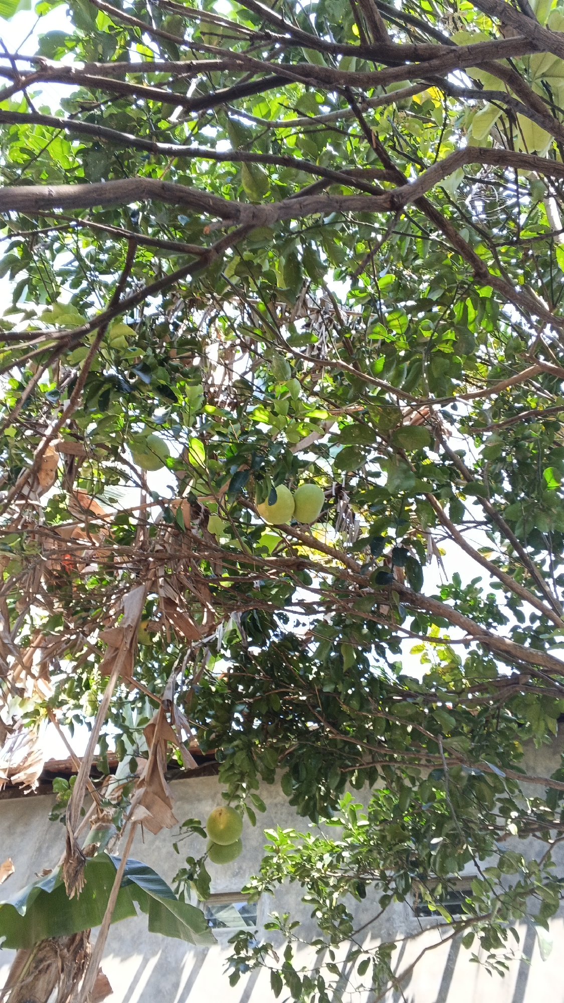 The image depicts a close-up, low-angle view of a tree laden with green fruits, likely pomelos, hanging from its branches. The tree is situated in a residential setting in Karangjati, Indonesia, as indicated by the presence of a concrete wall and a tiled roof in the background. Sunlight filters through the dense foliage, creating dappled light patterns on the wall and the ground. There are no people or animals visible in the frame, and the scene is static. The overall impression is one of a serene, sun-drenched day in a tropical locale.