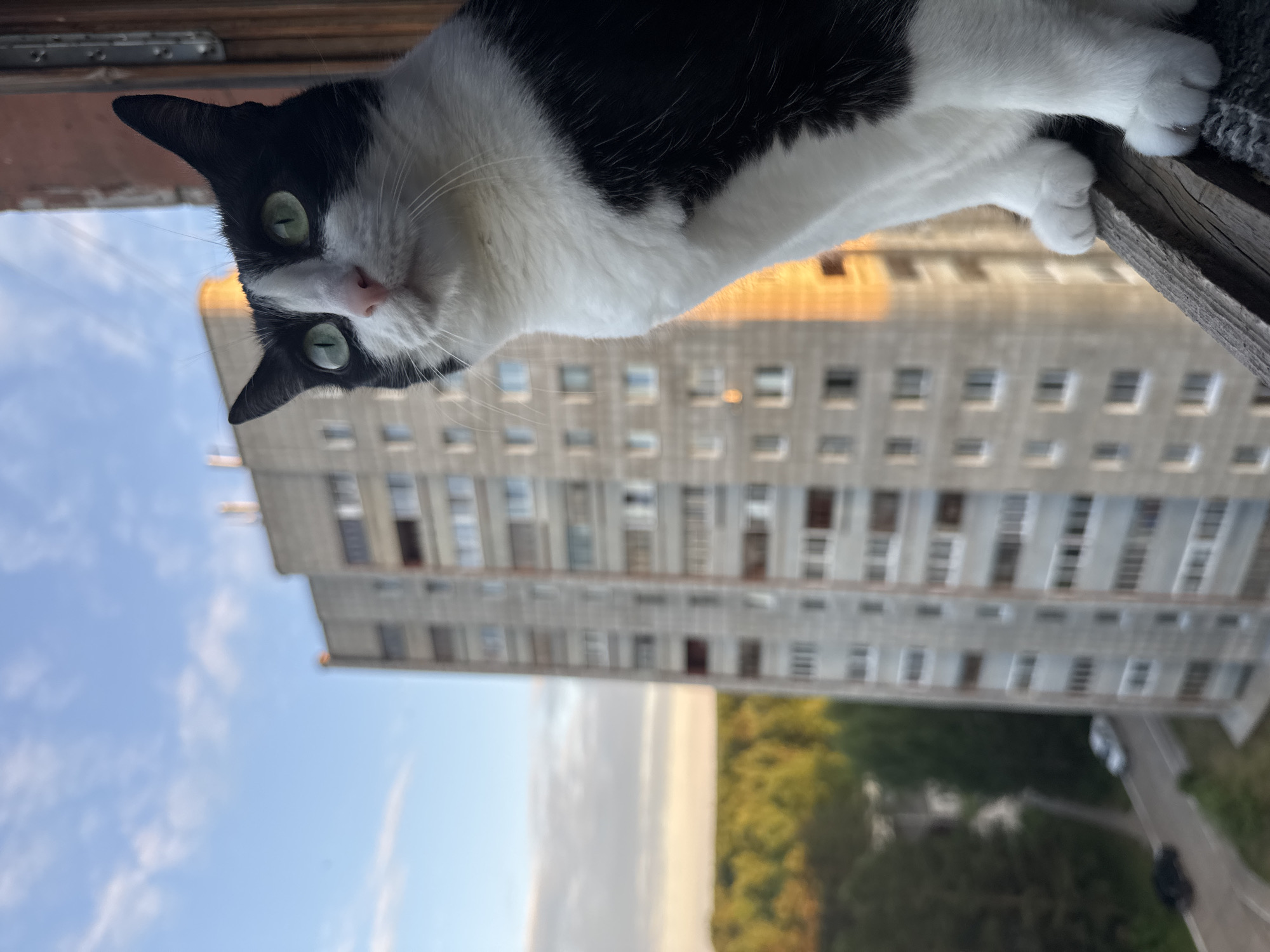 The image depicts a black and white domestic shorthair cat with vivid green eyes, positioned on a weathered wooden window sill or balcony ledge. The cat's head is slightly tilted, and its gaze is directed upwards and to the left, fixated on an unseen element. Its fur exhibits a tuxedo pattern, featuring a white muzzle, chest, belly, and paws, contrasted with black fur covering its head, ears, and back. Its front paws are visible, resting on the wooden surface.
In the mid-ground, a tall, multi-story, grey concrete residential building, typical of Soviet-era panel construction, stands partially blurred. The right side of this building is illuminated by a warm, golden light, suggesting the low angle of either morning or evening sun. Its facade features numerous repetitive window units.
Beyond the building and to the left, a dense expanse of green trees, indicative of a forest or large park, extends towards the horizon. Below the tree line and adjacent to the building's base, a paved road is visible, on which at least two cars, one white and one dark, are present. The sky above is a clear blue with scattered white clouds. The scene is situated in a high-rise residential district of Chaikovsky, Russia, characterized by its integration of urban residential structures with extensive natural green spaces.