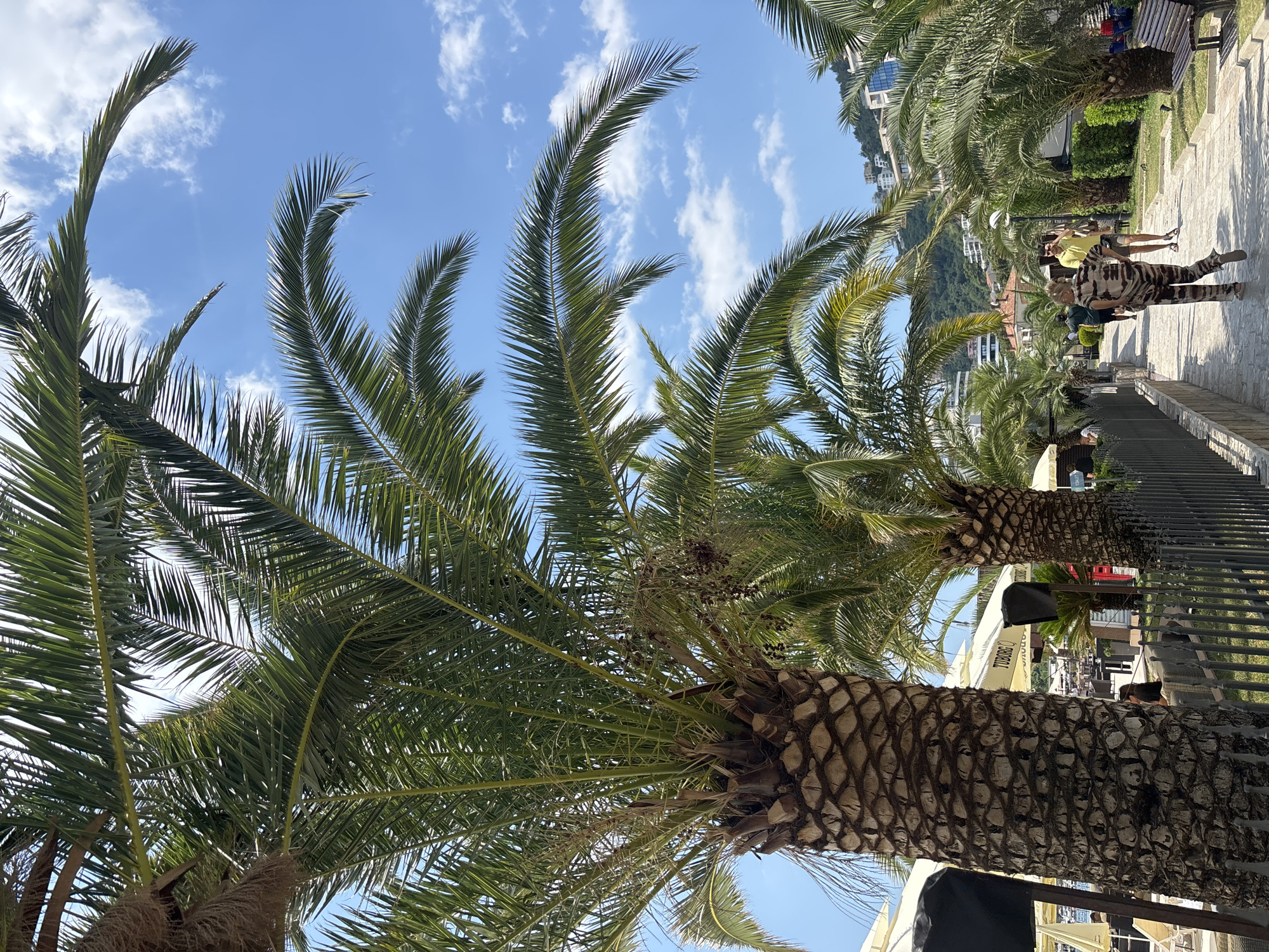 The image depicts a sun-drenched scene in Budva, Montenegro, likely along the promenade near the old town or a beachside area. Towering palm trees dominate the foreground, their fronds casting dappled shadows on a paved walkway. In the mid-ground, people are seen strolling along the path, some heading towards the camera and others away. One woman in the foreground is wearing a patterned jumpsuit, while a man in a yellow shirt and shorts walks behind her. In the background, various cafes and restaurants are visible, with outdoor seating and umbrellas providing shade. Buildings and lush green hills form the backdrop, indicating a coastal city setting. The sky is a clear blue with scattered white clouds, suggesting fair weather. A metal fence runs alongside the walkway, separating it from a landscaped area with benches.