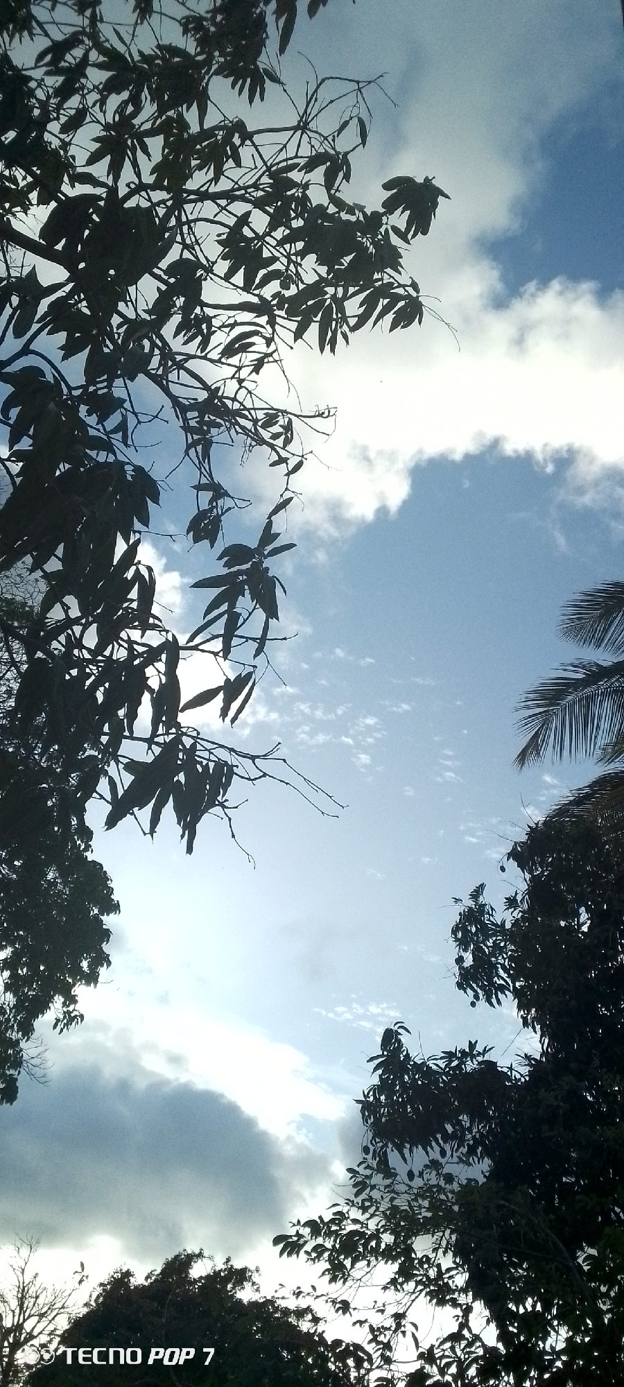 This is a low-angle shot of a sky filled with scattered white clouds against a bright blue sky. Silhouetted against the sky are the branches and leaves of trees, with some palm fronds visible on the right side. In the bottom left corner of the image, the text "TECNO POP 7" is visible, indicating it is likely a photograph taken with that device. The scene appears to be outdoors, possibly in a tropical or subtropical location given the presence of palm trees and lush foliage. The lighting suggests it could be daytime, with the sun positioned somewhere behind the clouds. The image does not contain any people or specific actions. The location provided, Altagracia, Venezuela, suggests a potential setting in a city with abundant vegetation and a clear sky, typical of many Venezuelan cities.