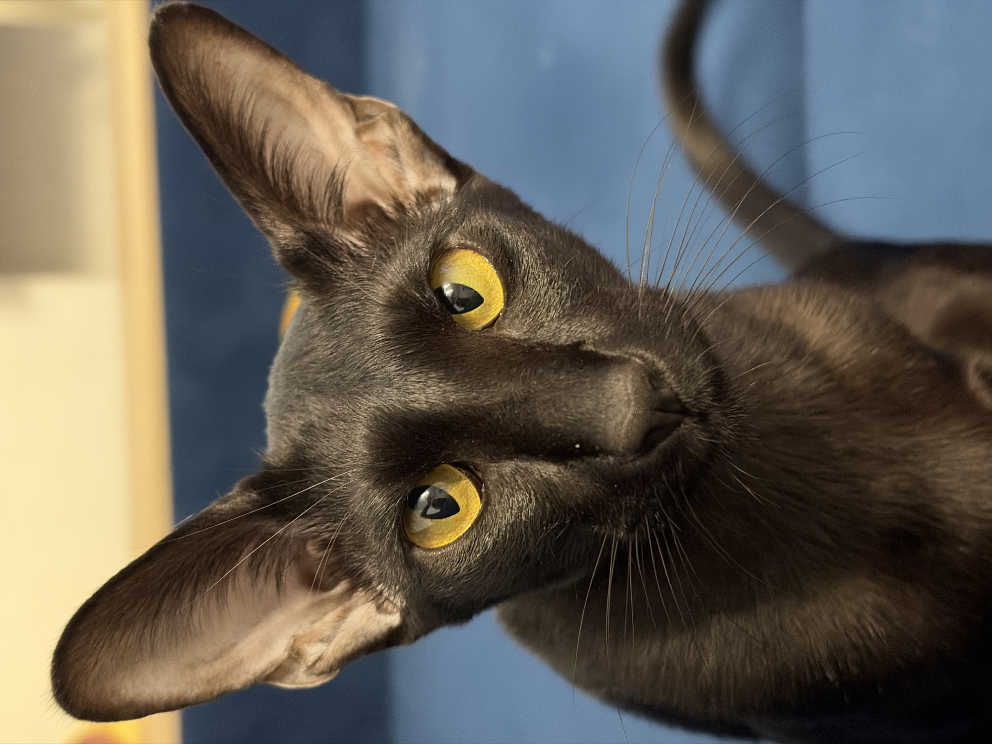 This is a close-up, vertical photograph of a dark-colored cat with striking yellow eyes. The cat's head is tilted, and its large ears are prominent. Its fur appears sleek and short, with a slight sheen. The background is a soft, out-of-focus blue, with a lighter, yellowish object visible on the left side. The lighting suggests an indoor setting, possibly with artificial light or natural light from a window. The cat's expression is alert and curious, with its gaze directed towards the camera. The detail in the eyes, showing reflections and the pupil, is particularly sharp. The image is cropped to focus on the cat's face, highlighting its features and intense stare. There is no visible text in the image. The context provided places the location as Chaikovsky, Russia.