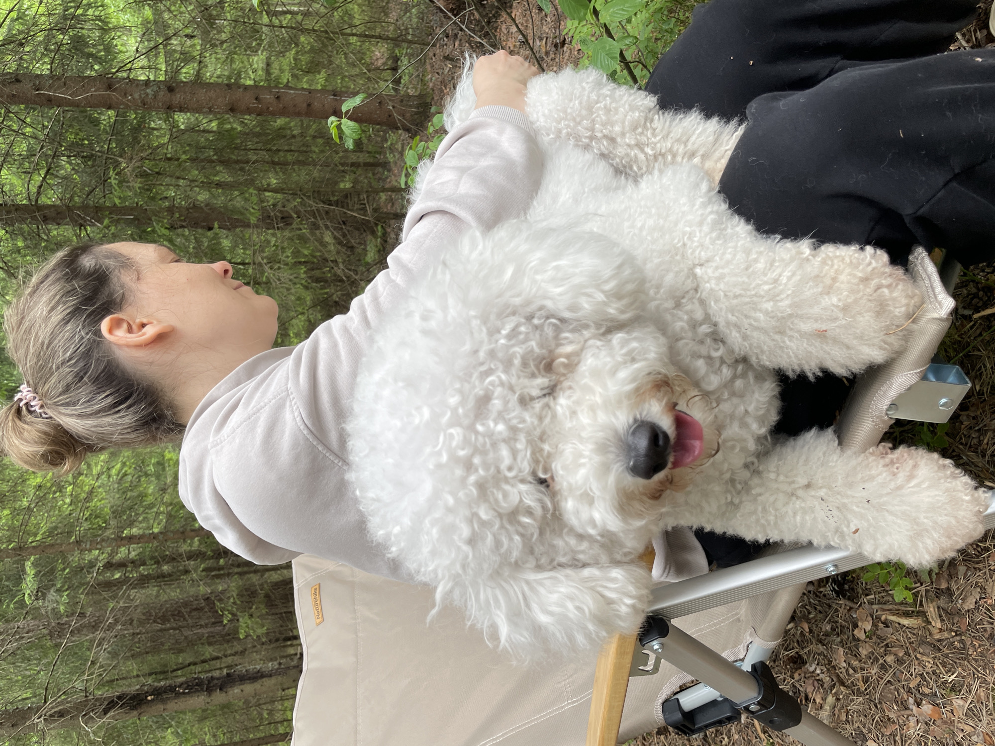 In Roshchino, Russia, a woman is sitting in a chair in a forest. She is wearing a light-colored hooded sweatshirt and black pants. A white fluffy dog is sitting on her lap, facing forward. The dog has its tongue slightly out and appears to be panting. The woman is looking down at the dog. The background is filled with tall, slender trees, characteristic of a coniferous forest. The ground is covered with pine needles and some green foliage. The lighting suggests it is daytime, possibly overcast, with soft light filtering through the trees. The chair appears to be a portable camping chair.