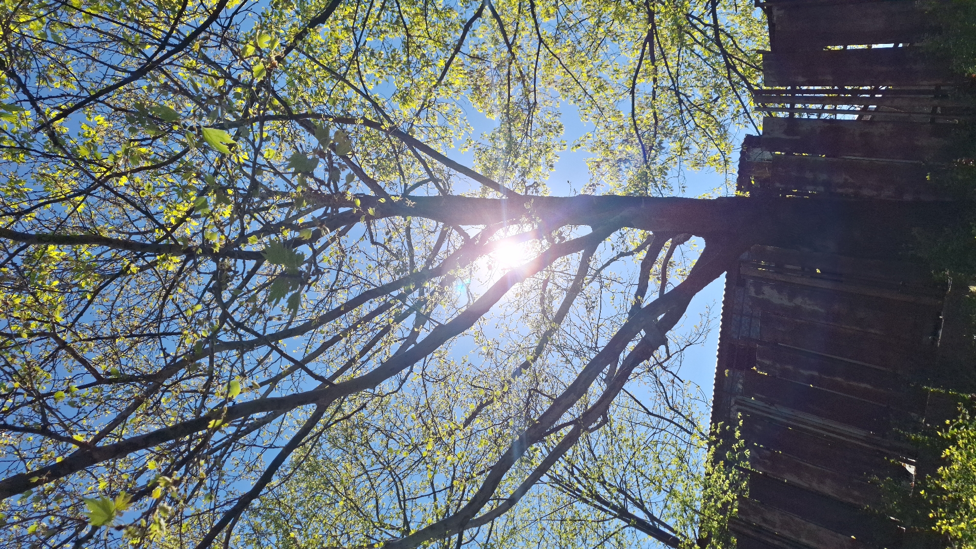 The image shows a view looking upwards through the branches of trees toward a blue sky with the sun shining through. A weathered, dilapidated building with visible planks and possible corrugated metal is partially visible on the right side of the image. The location in Blagoevgrad, Bulgaria cannot be determined from the image.