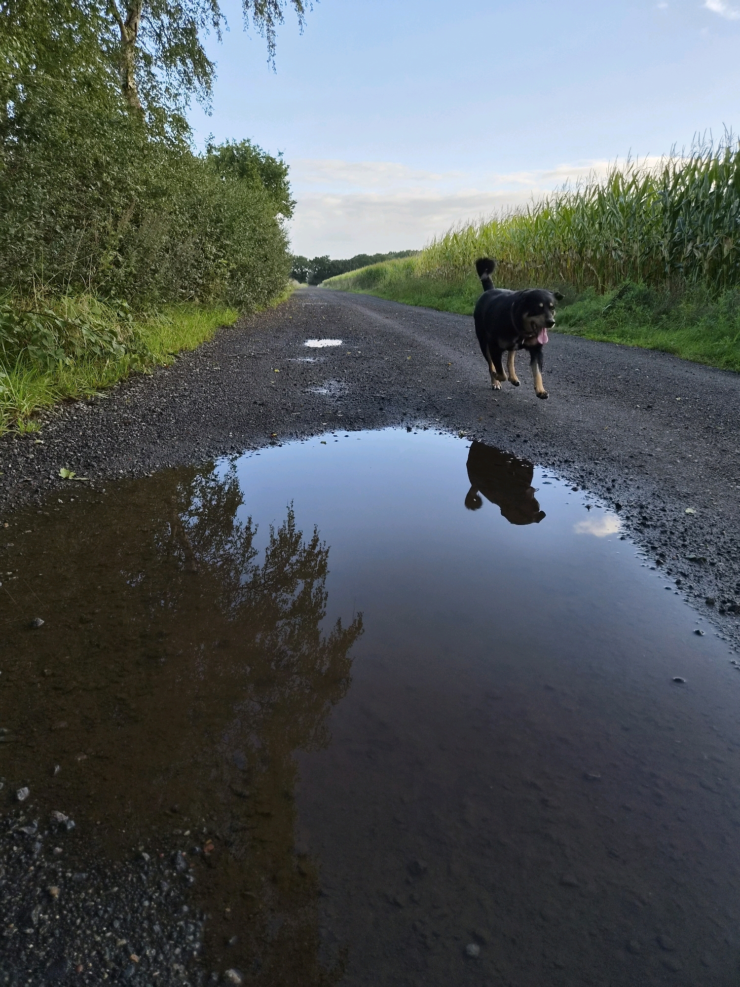A medium-sized dog with black and tan fur is walking on a gravel road. The dog has its tongue hanging out and appears to be mid-stride. To the right of the road is a field of tall green corn. To the left of the road is a dense green hedge and some trees. There are several puddles of water on the road, and the reflection of the trees and sky can be seen in the largest puddle in the foreground. The sky is a pale blue with some scattered clouds. The scene appears to be in a rural setting, likely in the vicinity of Schiffdorf, Germany, given the presence of agricultural fields and a country road. The lighting suggests it is either early morning or late afternoon.