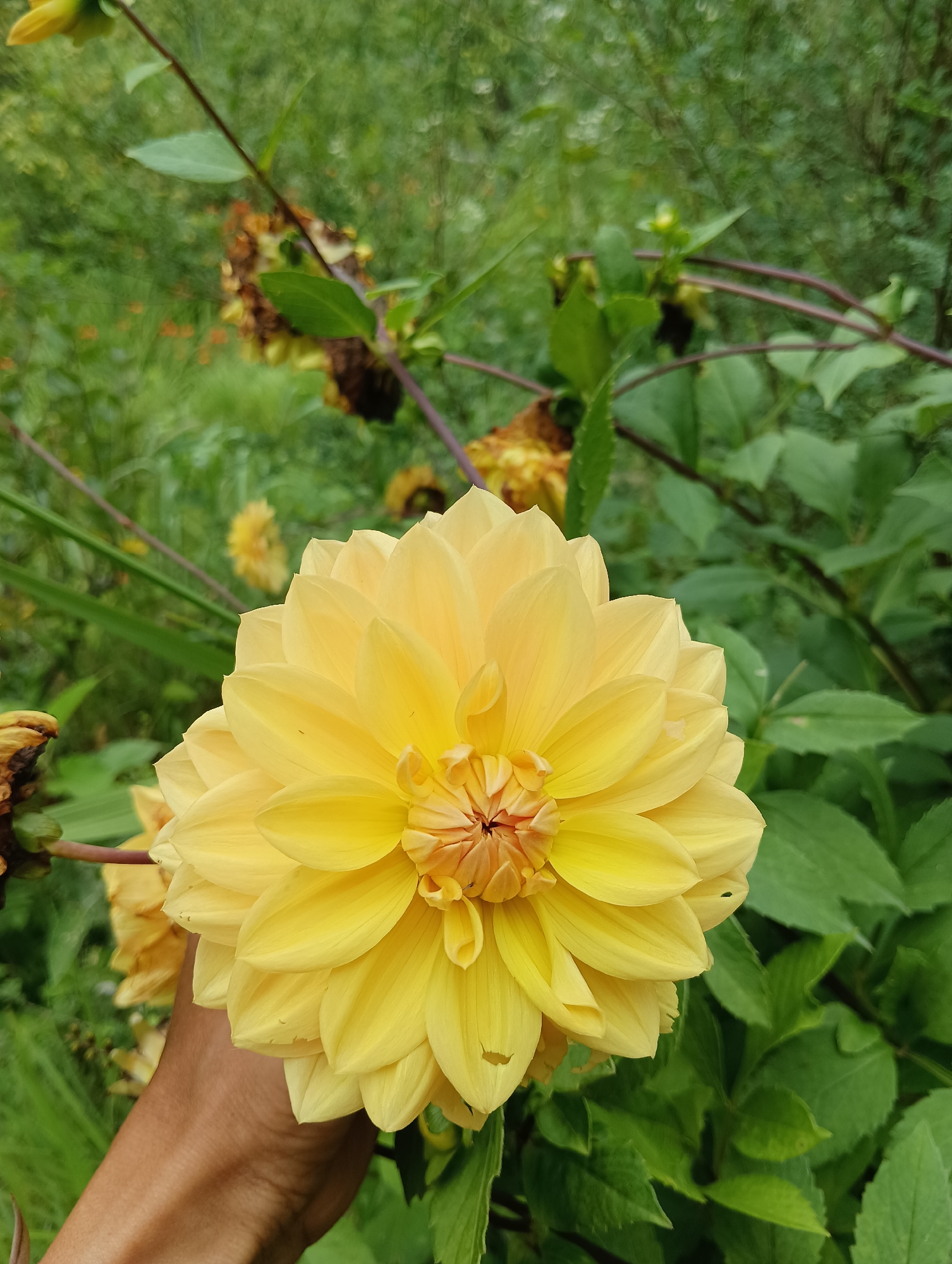 A close-up, eye-level, vertical, outdoor, natural light photograph shows a person's hand gently holding a large, vibrant yellow dahlia flower. The dahlia, in full bloom, is the central subject, its many petals fanned out in a symmetrical pattern. The flower's center has a touch of orange-pink. The hand supporting it appears to be of medium skin tone.
The background is a lush, green garden with other plants, foliage, and some other flowers that are out of focus. There are also some darker, dried-out plant structures visible in the mid-ground, suggesting the garden may be in late summer or early autumn. The overall impression is one of natural beauty and a serene garden setting. The location is specified as Manali, India.