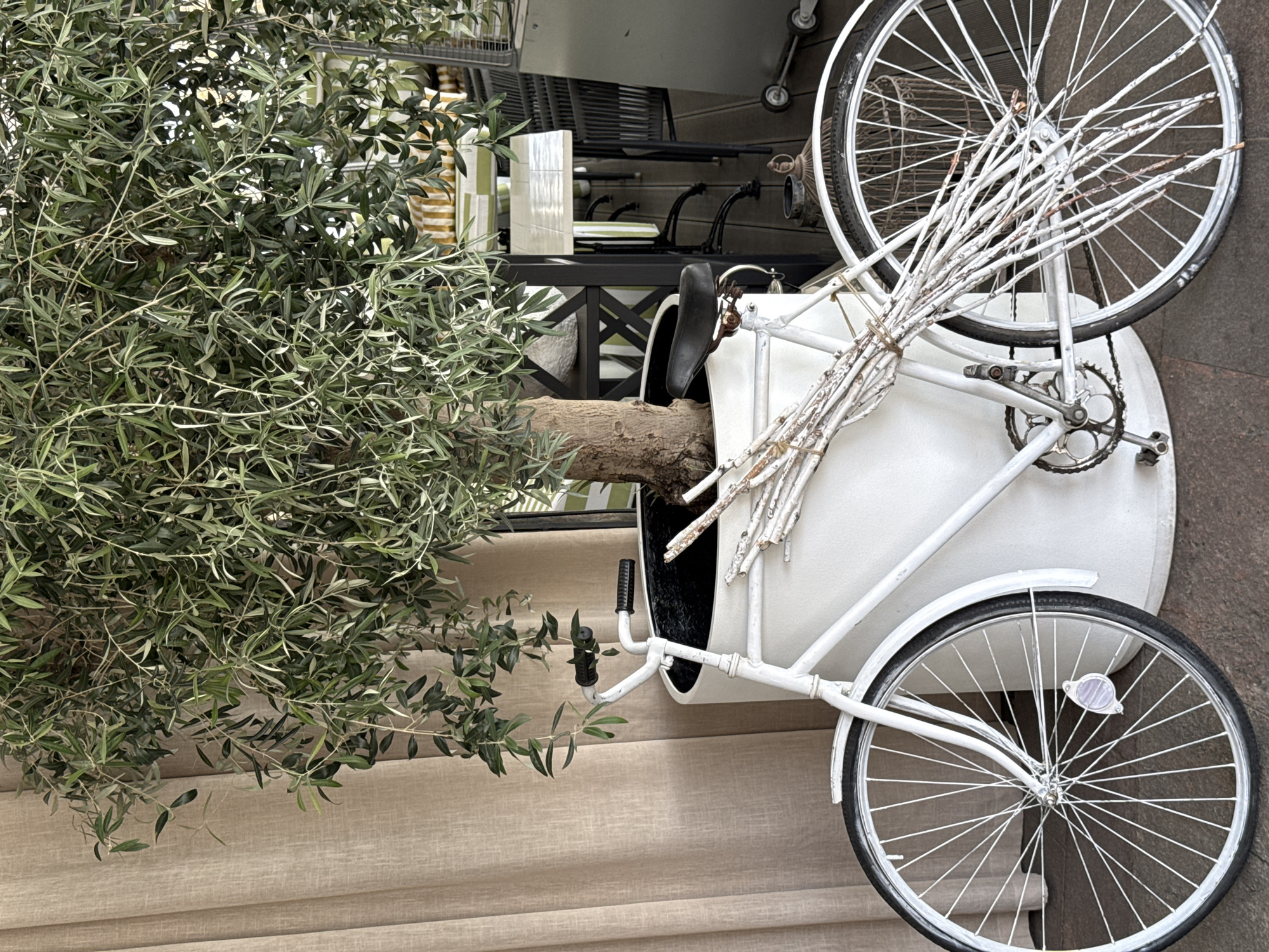 An olive tree planted in a white bathtub that has been mounted to an old-fashioned bicycle frame is displayed as an outdoor decoration. The bicycle's frame and wheels are painted white. The background includes a light-colored curtain, a black table, and other outdoor decorative items. The image does not appear to be in Krasnoyarsk, Russia.