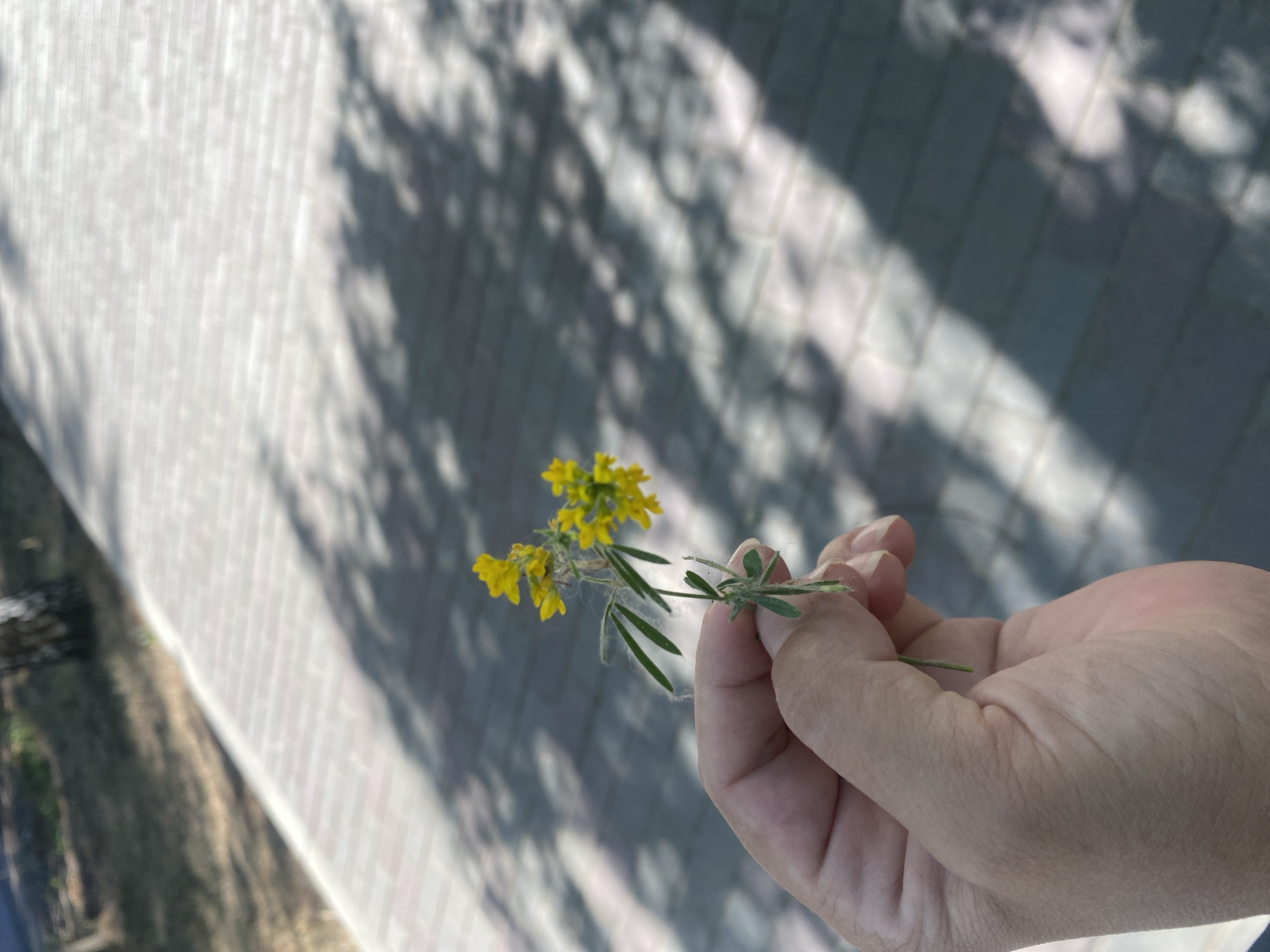 A human hand holds a small sprig of yellow wildflowers and green leaves. The background shows a paved walkway made of rectangular stones, with shadows of foliage dappled across it. The walkway is lined with dry, sparse grass. In the upper left of the frame, a tree trunk is visible. The lighting suggests it is daytime. The image appears to be taken in Mamontovo, Russia.