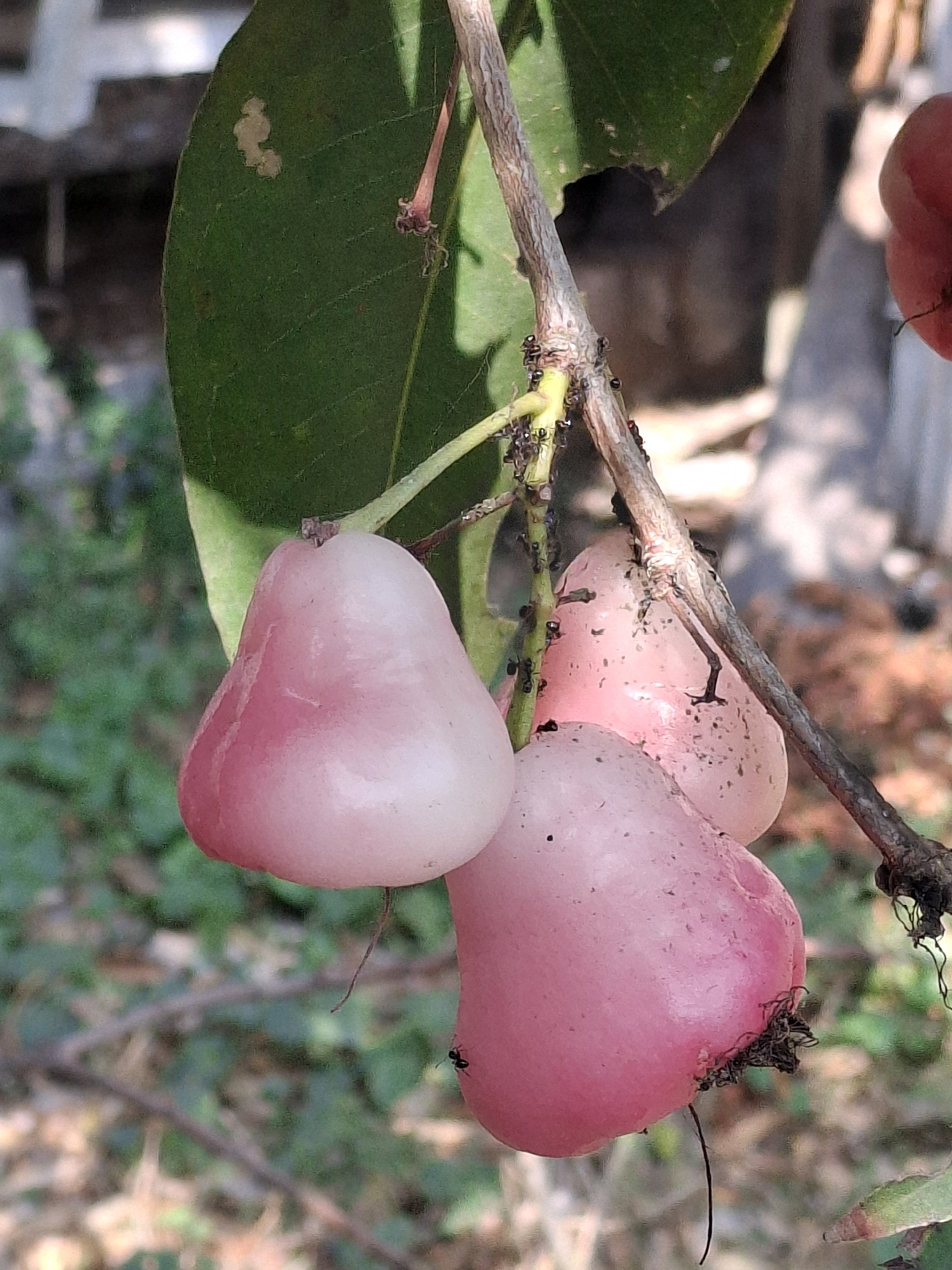 In Denok, Indonesia, a close-up shot captures a branch of a rose-apple tree laden with three ripe, pink rose-apples. The fruits, characterized by their bell-like shape and smooth, vibrant pink skin, hang from thin stems. A cluster of small, black ants are actively crawling on the stems and the surfaces of the fruits, some appearing to feed on the sugary exudates. The background is a soft blur of green foliage and dry leaves, indicating an outdoor, natural setting. The lighting suggests it is daytime, with sunlight dappling through the leaves, highlighting the translucent quality of the rose-apples and the activity of the ants.