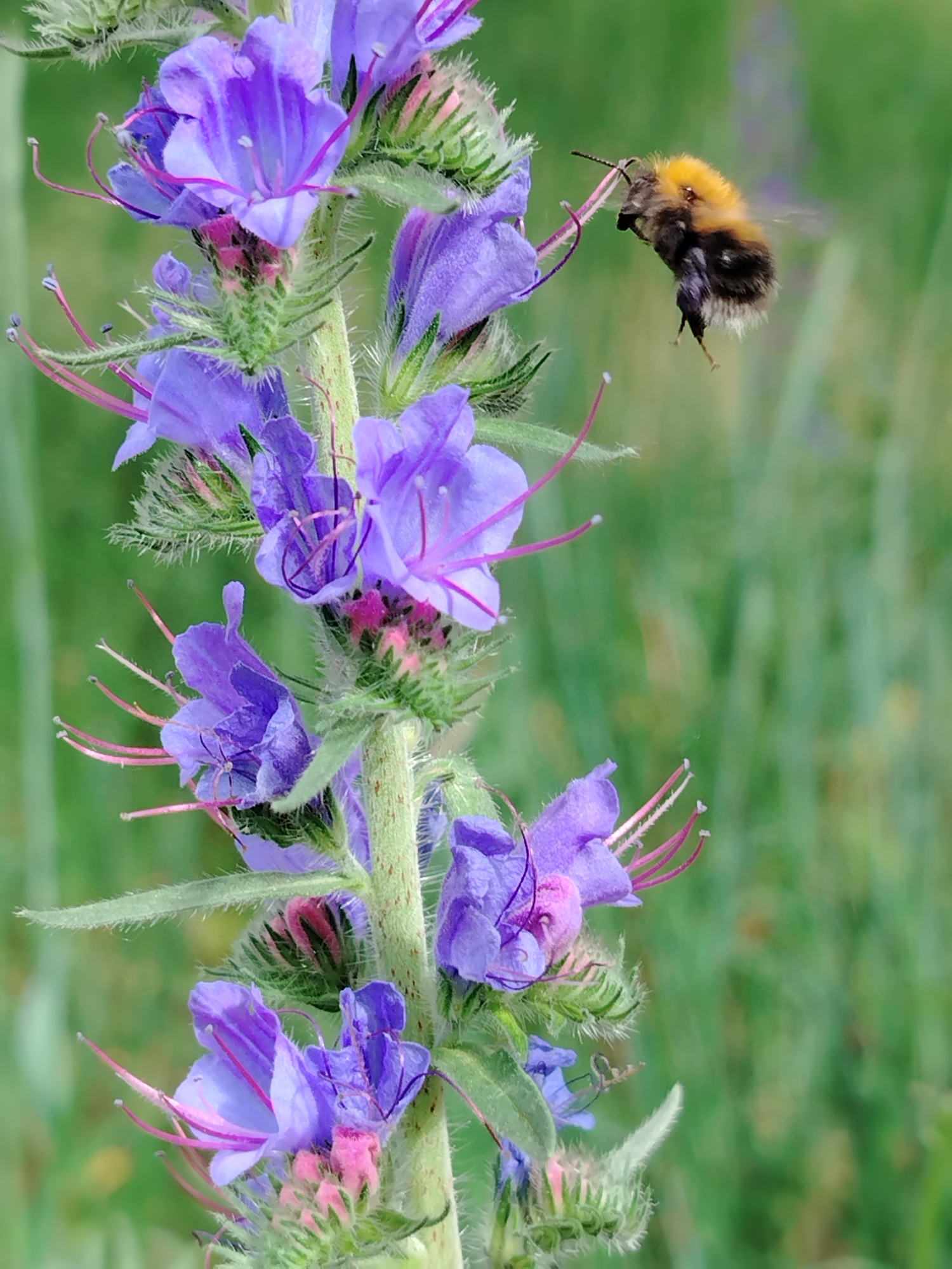 An extreme close-up shot captures a fuzzy bumblebee in mid-flight, positioned to the right of a stalk of vibrantly colored purple flowers. The bee, with its characteristic black and yellow stripes, is angled slightly upwards, its wings blurred from motion. The flowers, arranged along a thick green stem covered in fine hairs, display intricate details with their delicate purple petals and prominent pink stamens. The background is a soft, out-of-focus green, suggesting a natural outdoor environment. The image is sharp and detailed, with good lighting that highlights the textures of both the bee and the flowers. There is no discernible city or location information provided within the visual data.