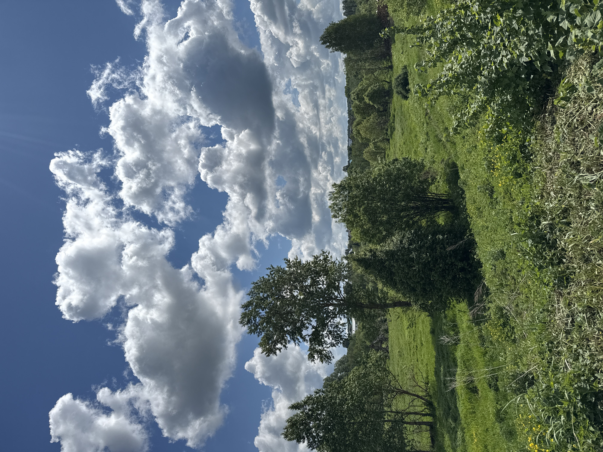 The image shows a landscape in Уральское, Russia. The scene depicts a green field and trees, with a partly cloudy blue sky overhead. The image is oriented in a vertical position. No people are visible. The environment appears to be a natural setting.