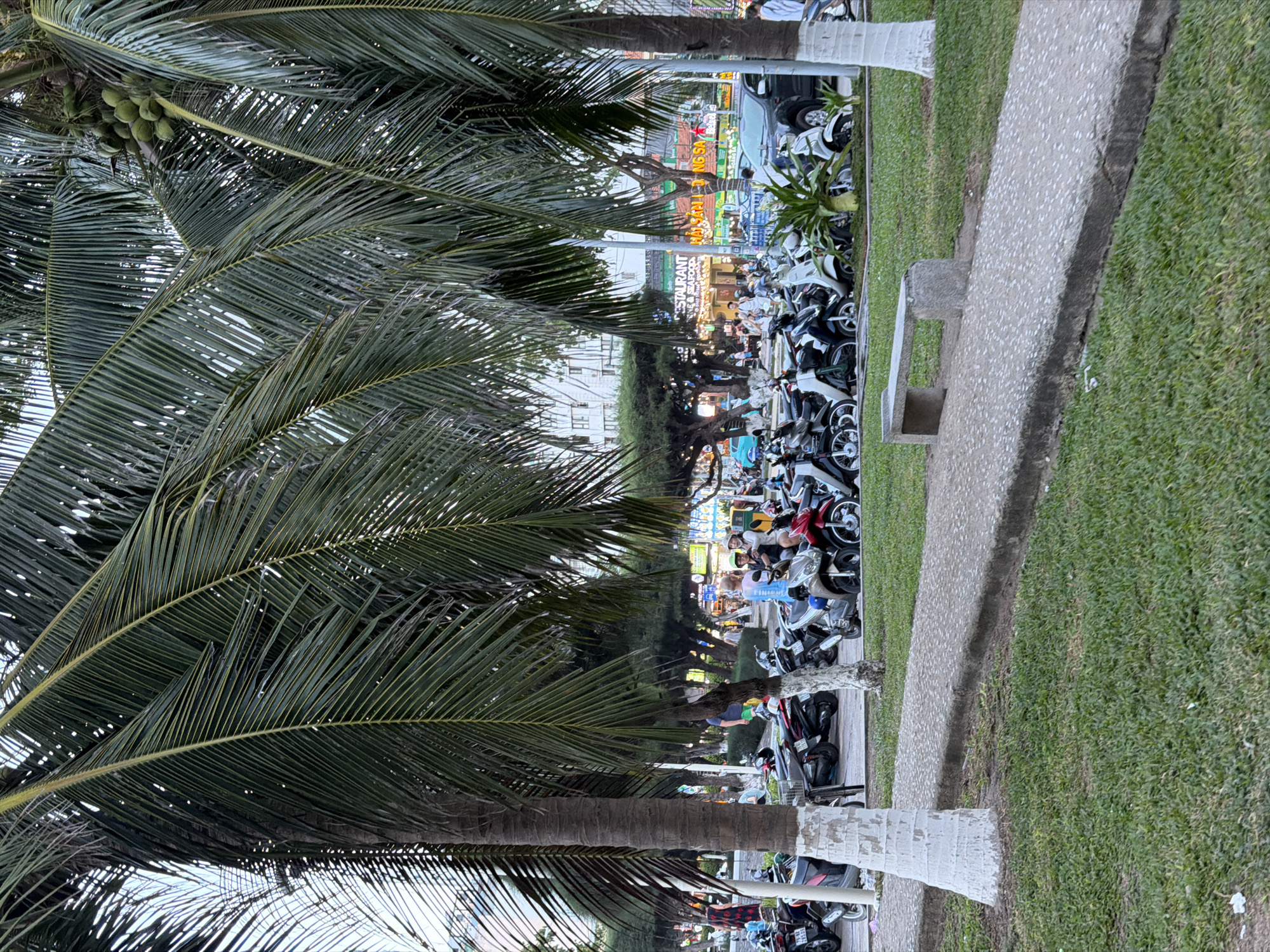 This is a wide shot of a street scene in Nha Trang, Vietnam, with a focus on palm trees, a sidewalk, and a street lined with parked motorbikes. The image appears to have been taken in the late afternoon or early evening, as the light is soft and diffused.
In the foreground, a lush green lawn is visible, with a concrete path running diagonally across it. The path is bordered by a low concrete wall, and on the right side, a simple concrete bench sits on the grass. Two large palm trees dominate the left and right sides of the frame, their fronds casting shadows across the scene. The trunks of the palm trees are painted white at the base.
The middle ground of the image shows a busy street scene. A row of parked motorbikes fills the area between the sidewalk and the buildings beyond. Several people are visible, some standing and talking, others walking. One group of three people are gathered near a motorbike, appearing to be conversing. Further down the street, the facades of buildings are visible, adorned with illuminated signs, suggesting commercial establishments such as restaurants. One sign clearly reads "RESTAURANT".
In the background, more buildings and trees can be seen, with a hazy sky above. The overall impression is that of a vibrant urban environment, likely a popular area for both locals and tourists. The presence of numerous motorbikes indicates this is a common mode of transportation in the city. The scene is somewhat cluttered with vehicles and people, but the palm trees provide a tropical and relaxed ambiance.