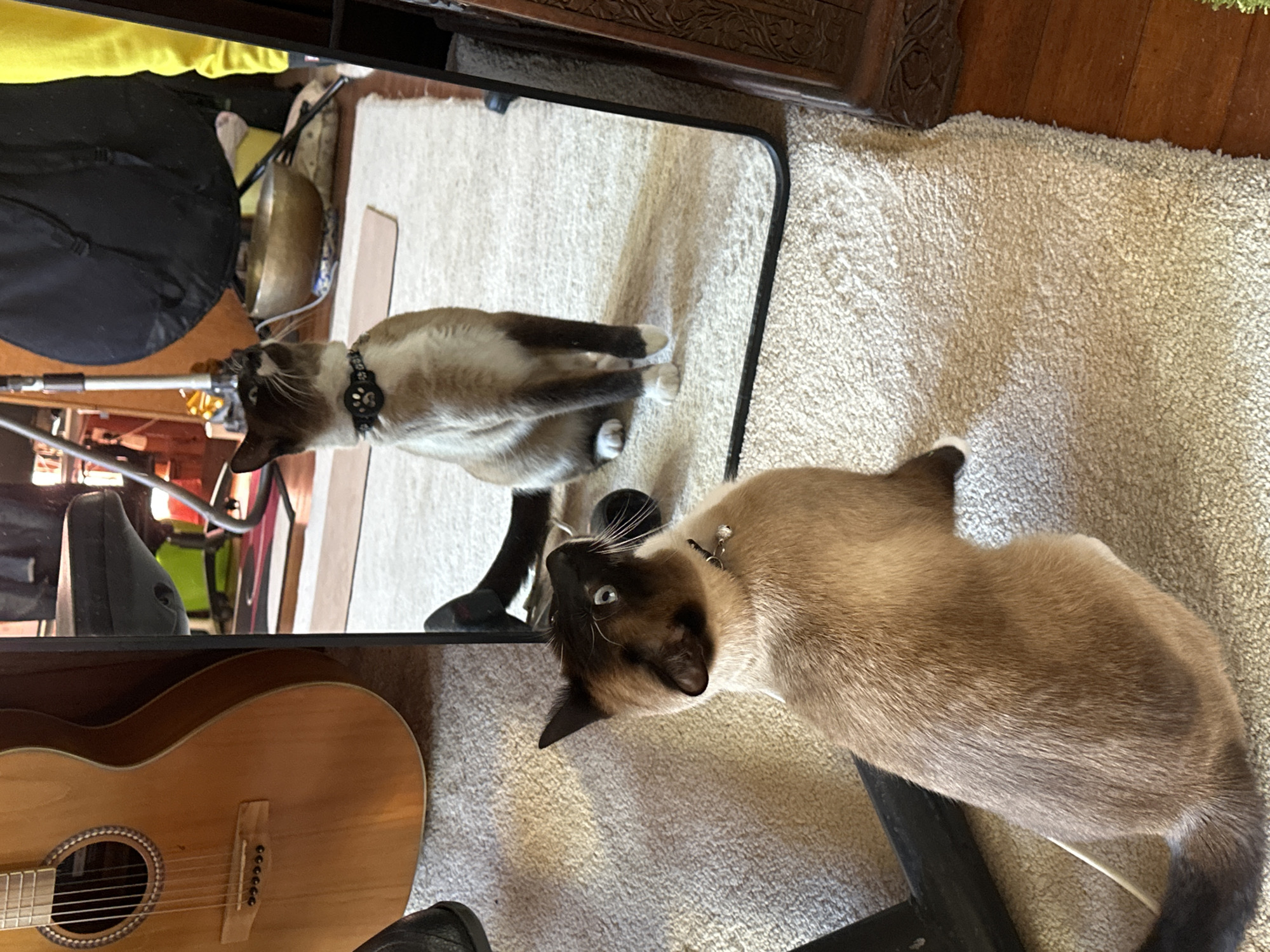 An indoor scene shows two Siamese cats in a room with a light-colored carpet and hardwood flooring. In the foreground, a Siamese cat with dark points and light brown fur stands on its hind legs, facing a full-length mirror. The cat wears a black collar with a bell and is looking up and to its left. The mirror reflects another Siamese cat in the same pose, also looking upwards. Behind the mirror, a wooden acoustic guitar with a light brown finish is visible, leaning against something out of frame. Further in the background, a black object, possibly a large speaker or bag, sits on a stand, and a brass bowl is visible. A person wearing yellow pants is partially visible to the right, standing near the mirror. The environment suggests a home or studio setting, likely within the city of Thora, Australia.