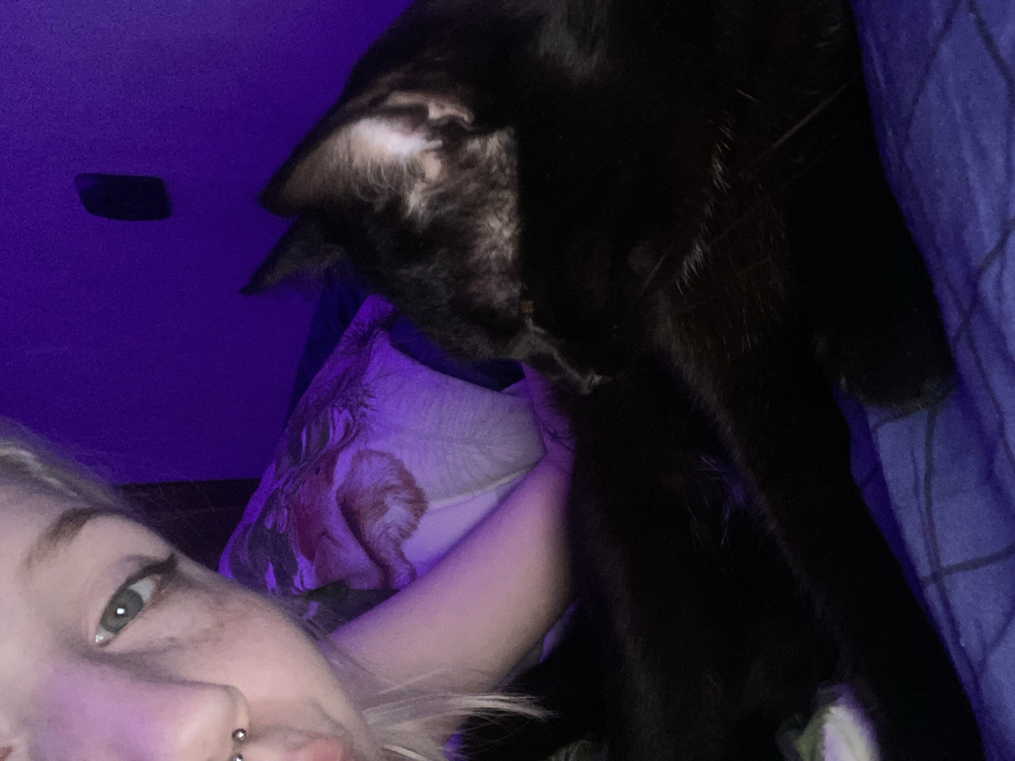 A selfie shot shows a person with fair skin, blonde hair, and a piercing in their nostril. The person's left eye is visible, and they are partially illuminated by purple lighting. A black cat occupies a large portion of the frame, its head and upper body dominating the right side of the image. The cat's face is partially visible, with some gray fur visible near its ear. A floral pillow is situated behind the person's arm, and a blue blanket is on the right edge of the picture. A dark, rectangular object is seen on the wall above the person's head. The lighting suggests an indoor setting, possibly a bedroom. There's no indication of the city of Izhevsk, Russia, in the provided image.