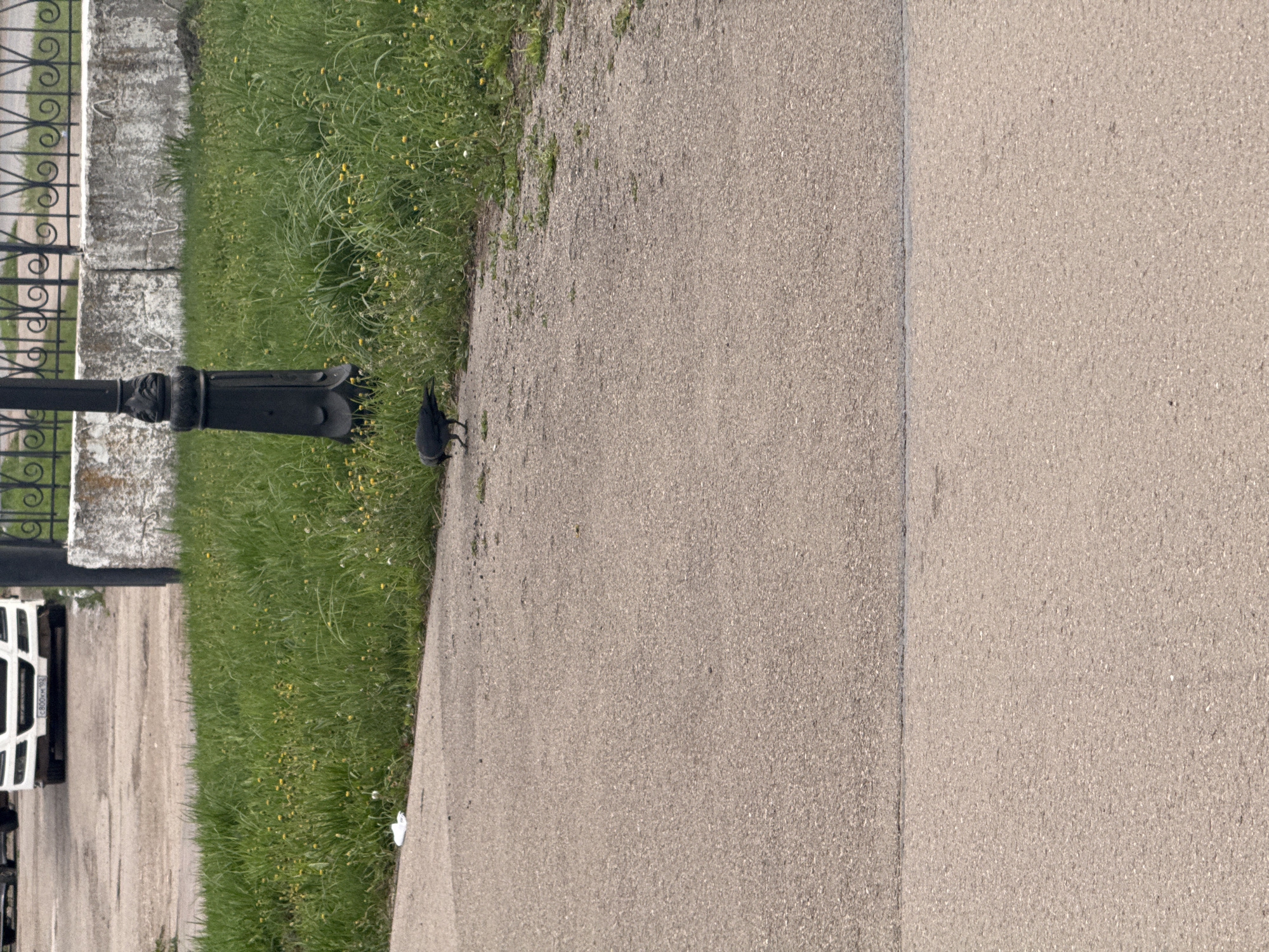 The image shows a concrete sidewalk in an outdoor environment, possibly a park or a roadside. The ground is split between fine and coarse aggregate. To the left of the sidewalk, there is a strip of green grass interspersed with small yellow flowers. A black cast iron lamp post and a decorative fence mark the edge of the grass. A single dark bird, possibly a crow or raven, stands near the base of the lamppost on the edge of the sidewalk. A white car is parked on the left, partially obscured by the lamppost. There is no visible indication of the city.