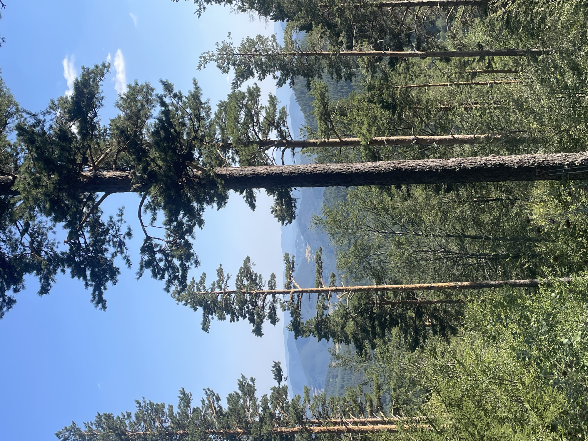 The image depicts a natural landscape with a clear blue sky overhead, dotted with a few wispy clouds. Tall pine trees with dark green foliage dominate the foreground and midground, their trunks varying in thickness and texture. Some trees are silhouetted against the sky, while others are more illuminated by sunlight. In the background, rolling hills covered in dense forest stretch out towards the horizon, fading into a hazy blue due to atmospheric perspective. The terrain appears to be mountainous, with undulating slopes and valleys. The overall impression is one of a serene, wild, and expansive natural environment, likely located in a mountainous or hilly region. The scene is devoid of any human presence or man-made structures. Based on the visual information, the location is identified as a scenic spot in Bosilkovo, Bulgaria, which is known for its natural beauty and mountainous terrain.
