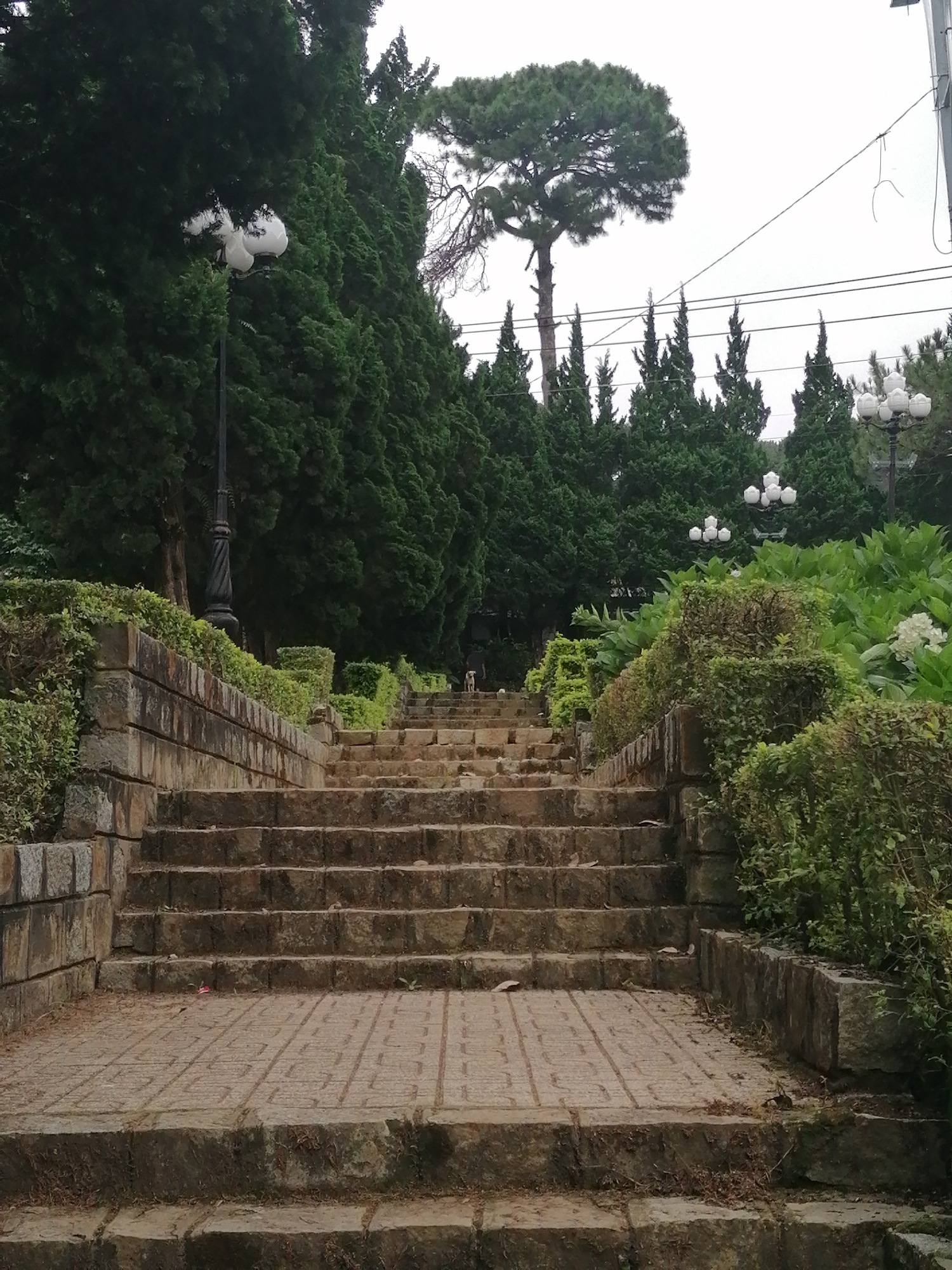 The image depicts a stone staircase leading upwards through a lush green environment. Tall, dark green coniferous trees form a dense canopy on either side of the staircase. Several lampposts with multiple globes are visible among the trees. In the background, a tall, solitary pine tree stands out against a slightly overcast sky, with power lines also visible. A small, light-colored dog is standing on the staircase, partway up. The staircase itself is constructed from large, rough-hewn stone blocks, with a paved landing area on some steps. The surrounding landscape is characterized by manicured hedges and dense foliage, suggesting a park or garden setting. The scene is located in Da Lat, Vietnam, a city known for its French colonial architecture, pine forests, and cooler climate.