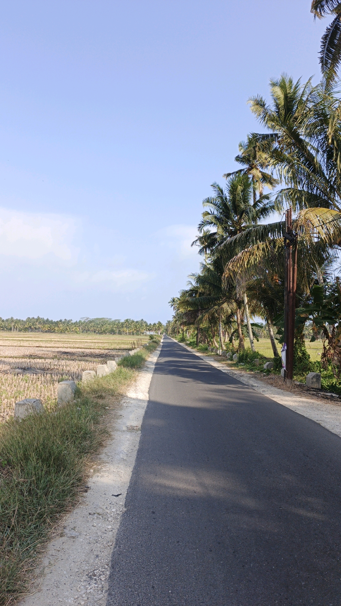 A vertical, eye-level, medium-shot photograph captures a rural road lined with palm trees in Cintaratu, Indonesia. The road, paved with asphalt, recedes into the distance, casting dappled shadows from the overhead foliage. To the left of the road, a harvested rice field displays dry stubble and a rough border of stones and grass. The right side of the road is bordered by a dense line of palm trees and vegetation. In the background, a clear blue sky with a few wispy clouds stretches above a distant treeline. A single utility pole stands prominently amongst the palm trees on the right side of the road. No people are visible in the frame.