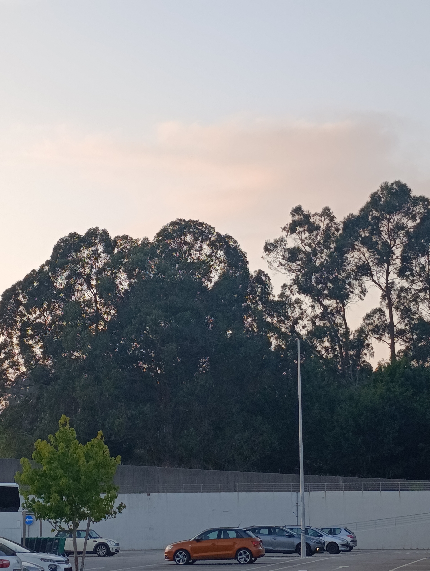 The image depicts a parking lot in Santa Maria da Feira, Portugal, with a backdrop of dense trees. The sky above is a soft, pale pink and white, suggesting either sunrise or sunset. Several cars are parked in the lot, including a distinctive orange hatchback and a white compact car. A lone street lamp stands tall among the parked vehicles. The overall scene is tranquil, with no people visible. The vegetation appears lush and healthy, with a small, leafy tree in the foreground adding a touch of green to the otherwise muted color palette of the cars and pavement. The image is shot from a slightly low angle, emphasizing the height of the trees.