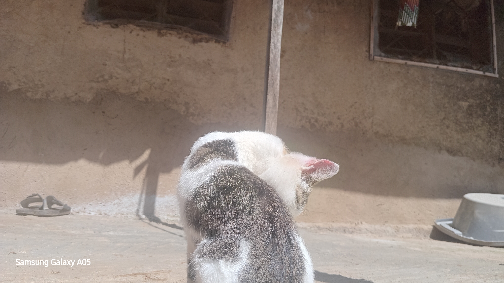 A domestic cat with white and grey markings is viewed from behind, with its head turned and tucked into its body. The cat is on a concrete surface in front of a rough, textured, light brown wall. To the left of the cat, a pair of grey flip-flops are visible on the concrete. To the right of the cat, a grey plastic bucket is overturned on the concrete. In the background, the wall has two windows with dark grates. The scene is illuminated by bright sunlight, casting shadows on the wall and ground. The lower left corner of the image displays the text "Samsung Galaxy A05". The location is identified as Ribina East, Nigeria.