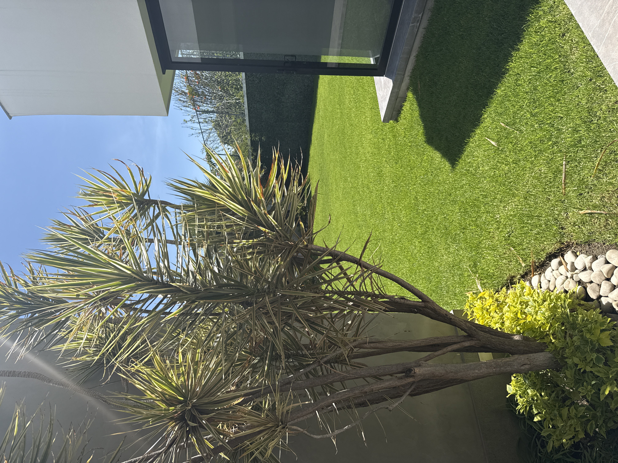 The image depicts a section of a garden in San Bernardino Tlaxcalancingo, Mexico. The foreground features a yucca plant with striped green and yellow leaves, growing near a gray wall. Next to the plant's base is a patch of vibrant green groundcover. The adjacent lawn appears to be well-maintained artificial turf. White decorative stones border the lawn. A modern building with a glass wall is visible in the background. The sky is clear and blue.