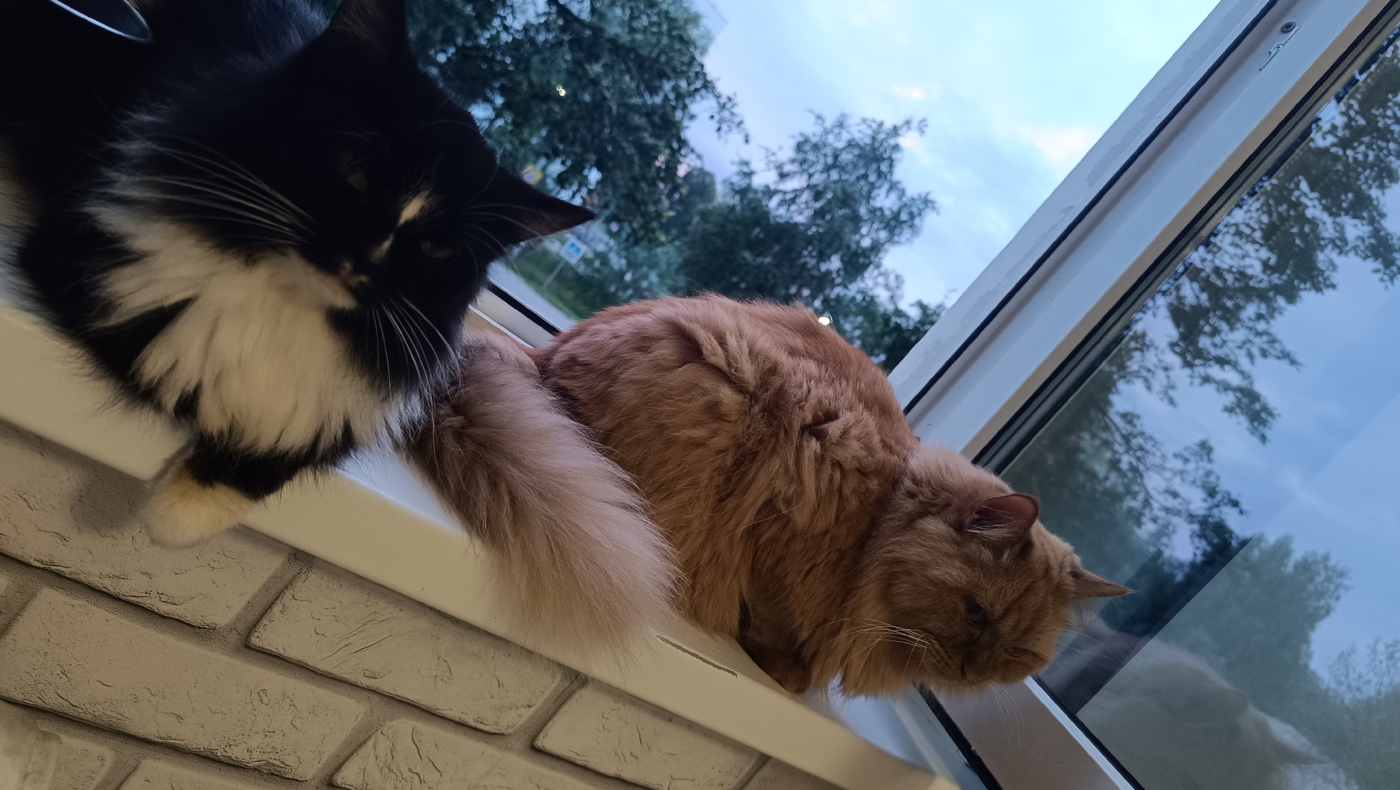 Two cats are resting on a windowsill. The cat on the left is black and white with fluffy fur and long white whiskers, and is looking towards the camera. The cat on the right is orange and fluffy, with its head lowered and facing away from the camera. The windowsill is white and sits in front of a large window that looks out onto trees and a cloudy sky. The lower portion of the image shows a white brick wall. The location is identified as the city of Chaikovsky, Russia.