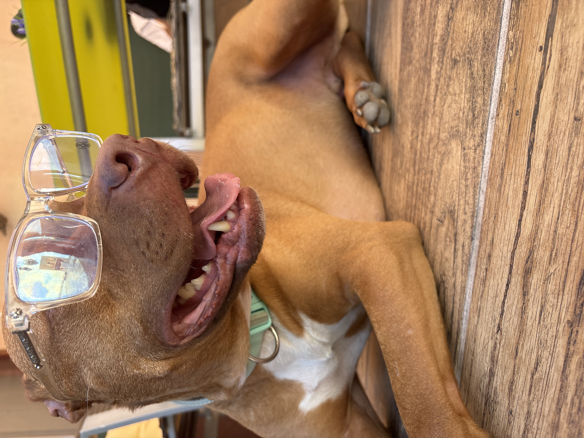 A brown dog lies on its back on a wooden surface, its mouth open in what appears to be a yawn or pant. A pair of glasses rests on the dog's snout. The dog wears a light-colored collar. The location is not discernible as Lom, Bulgaria.