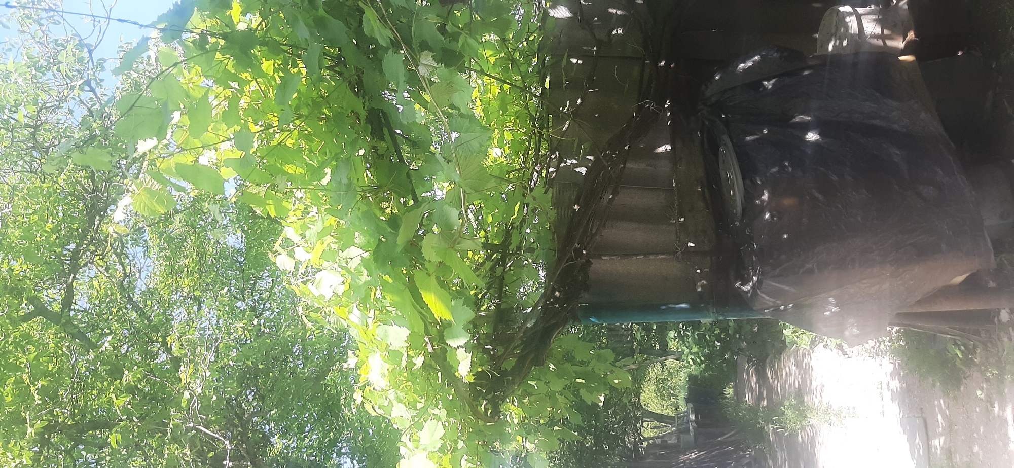 The image depicts a partially overgrown outdoor scene, likely in Yessentukskaya, Russia. Dominating the foreground are lush green grapevines, their leaves dappled with sunlight. These vines extend over what appears to be a covered area, possibly a pergola or lean-to, constructed from weathered wood. Beneath the vines, there are glimpses of a dark, possibly tarpaulin-covered object, and a set of stairs leading into the shadowed interior.
To the left, sunlight pierces through the canopy of another tree, casting bright highlights and illuminating the sky in a soft blue. The overall impression is one of a warm, possibly summer day, with the natural elements beginning to reclaim man-made structures. The scene suggests a slightly neglected but still vibrant garden or yard, bathed in the natural light of daytime. There is no visible text in the image.