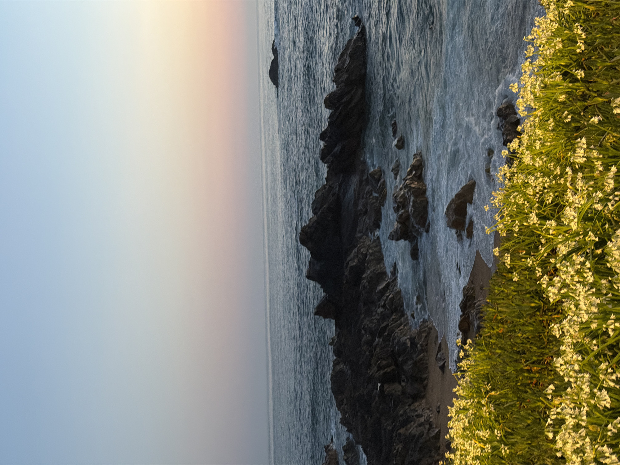 The image displays a rugged coastal scene at twilight, located on the coast of Porto, Portugal. The upper portion of the frame features a sky transitioning from a light blue zenith to a soft pink and orange gradient above the horizon. The middle ground is dominated by a dark blue-grey ocean exhibiting ripples and white-foamed waves actively breaking against a rocky shoreline. Numerous dark, jagged rock formations protrude from the water and line a small, light brown sandy cove. Additional isolated dark rock outcrops are visible further out in the ocean. The foreground is filled with a dense growth of bright green, leafy vegetation interspersed with numerous small, white, bell-shaped flowers. No human subjects, man-made objects, or direct interactions between organisms are observed. The lighting indicates either dawn or dusk.