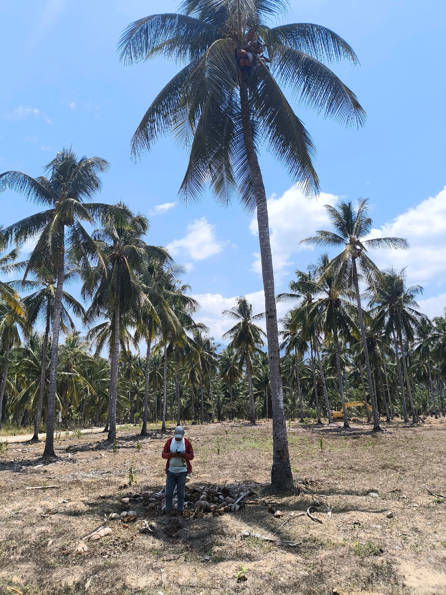 In Modelomo, Indonesia, a man stands in a coconut grove under a bright blue sky dotted with white clouds. He is wearing a red jacket over a white t-shirt, blue jeans, and a white baseball cap. He is looking at his phone. In front of him, a pile of coconuts lies on the dry, dusty ground amidst fallen palm fronds. The grove is dense with tall coconut trees, their fronds reaching towards the sky. In the background, a yellow excavator is visible among the trees, suggesting some form of land work is in progress. The scene depicts a typical rural or agricultural setting in Indonesia.