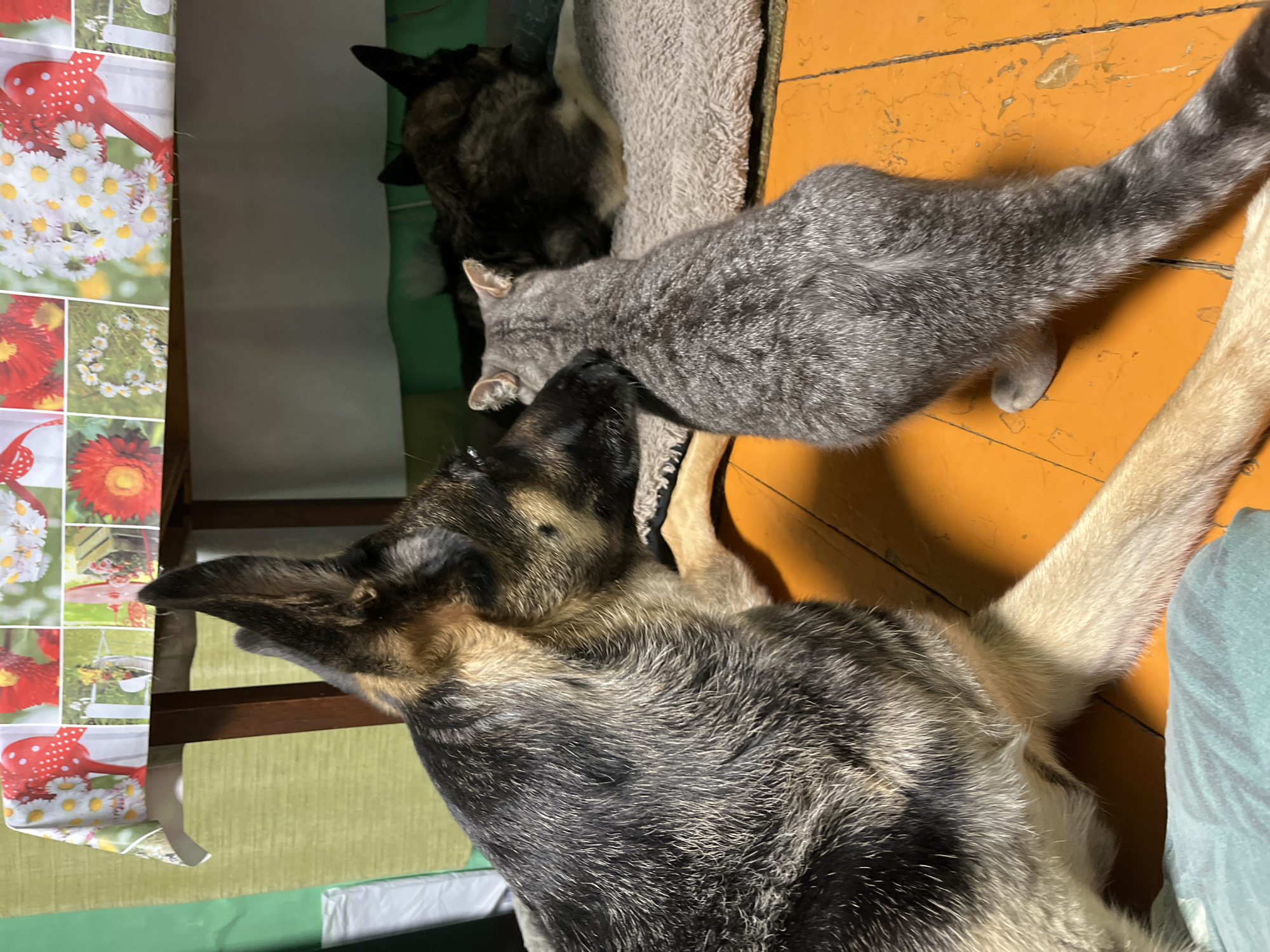 A German Shepherd and a gray tabby cat are on an orange wooden floor. The German Shepherd is on the left, facing the cat. The cat is in the center, facing away from the viewer. Behind the cat, another dog is lying down. A table with a tablecloth is visible in the background. The image appears to be taken indoors, possibly in a home. There is no discernible information about the city of Nizhny Tagil, Russia, or any specific location within it.