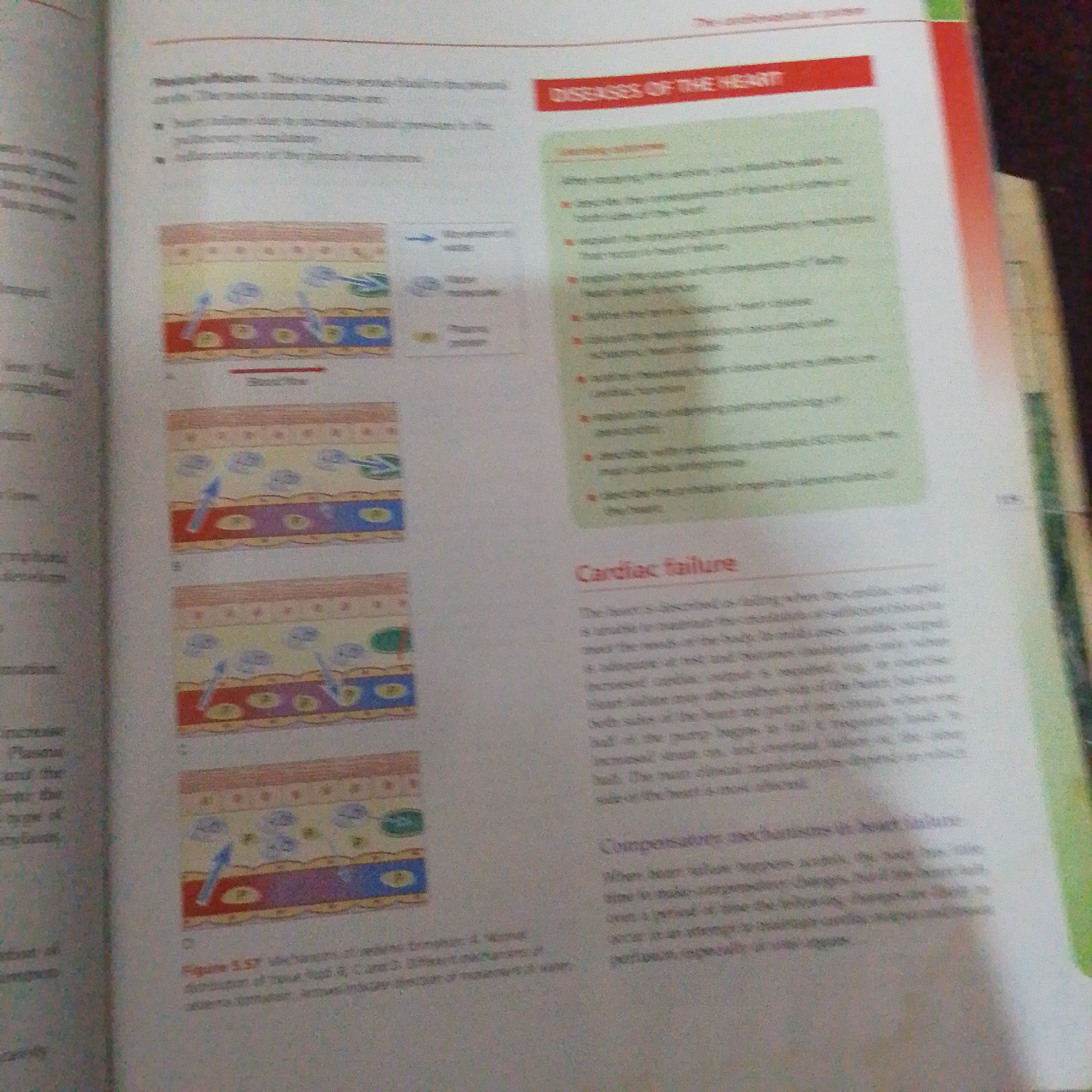 The image displays two pages of an open textbook, likely from a biology or medical course, focusing on cardiovascular health. The pages are filled with text and illustrations.
On the right page, a red banner at the top reads "DISEASES OF THE HEART." Below this, a green box contains bullet points detailing learning objectives related to heart conditions, such as "describe the causes and consequences of faulty heart valves" and "explain the role of the sinoatrial node in initiating heartbeats." Further down, a section titled "Cardiac failure" explains the condition, and below that, "Compensatory mechanisms in heart failure" discusses how the body attempts to cope.
The left page features several illustrations, labeled A, B, and C, which depict cross-sections of a blood vessel, possibly a capillary, showing blood flow and substances moving across the vessel wall. Arrows indicate movement into and out of the vessel. Text surrounding these illustrations discusses concepts like "plasma", "fluid exchange", and "osmosis." A caption beneath the illustrations reads "Figure 5.57 mechanisms of medium- to large-diameter vessels. A and B show distribution of fluid, C and D show exchange of materials in capillaries."
The overall setting is educational, with a focus on complex biological processes related to the heart and circulatory system. The lighting appears to be from an overhead source, as indicated by slight glare. There are no people or animals visible in the image. The context provided ("Jalingo, Nigeria") suggests this textbook might be used in an educational institution there, but this specific detail is not visually evident from the image itself.