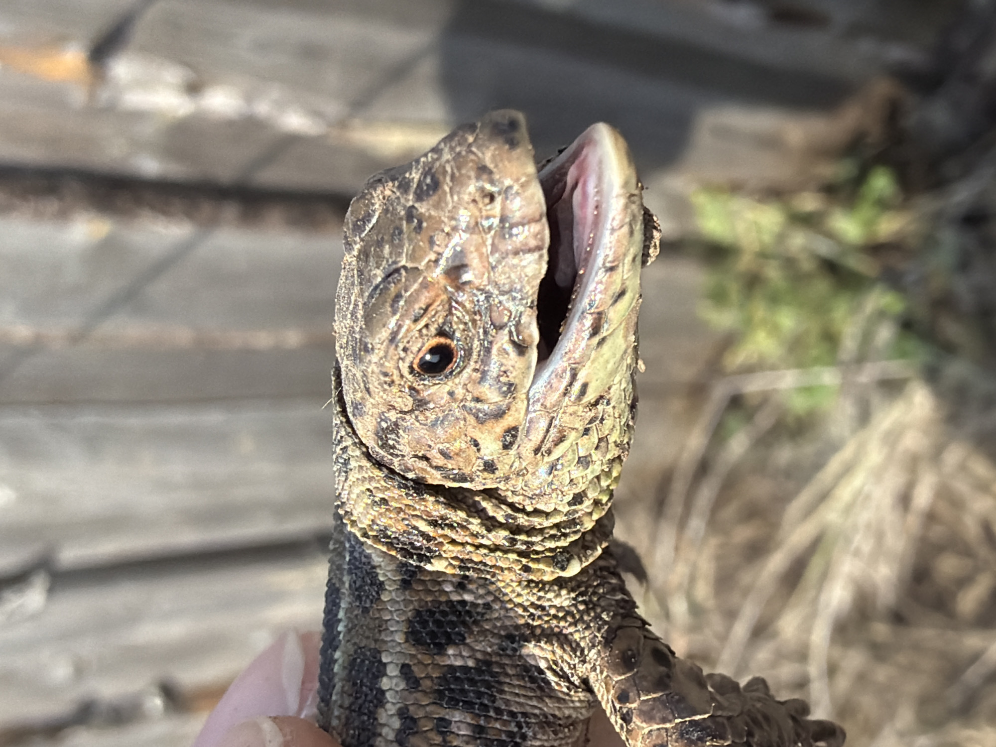 A close-up shot shows a lizard with its mouth open. The lizard has a brown, scaled head with a dark eye. Its neck is wrinkled, and the scales on its body are patterned with dark spots. It is difficult to determine the exact location or whether the photo was taken in Chaikovsky, Russia, based solely on the image.