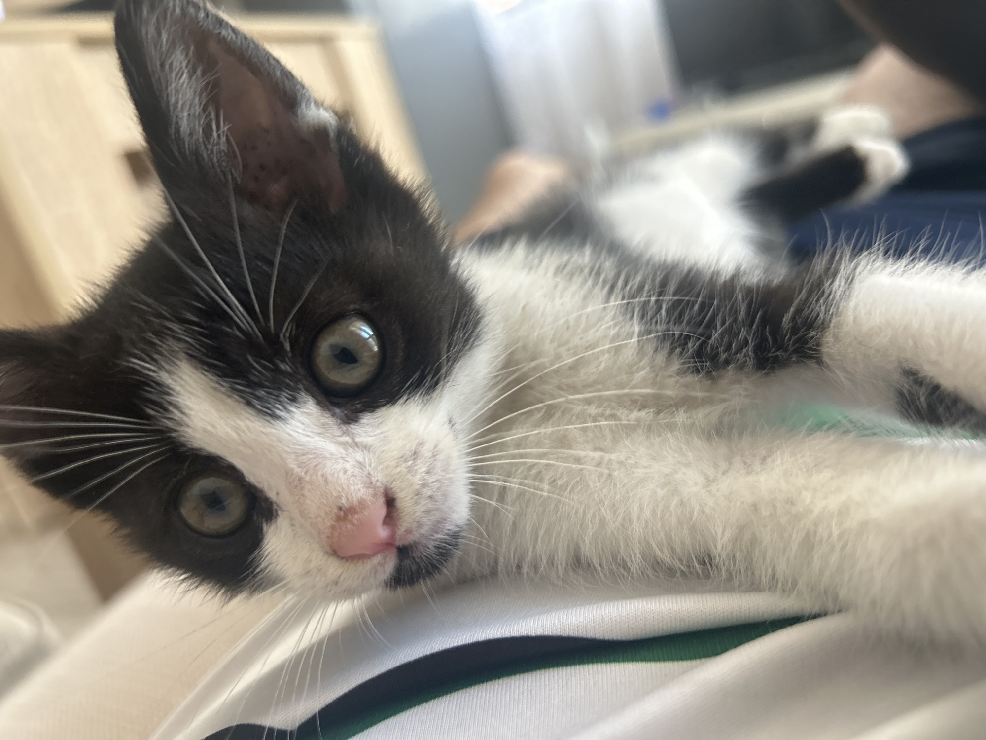 A black and white kitten is lying on its back, possibly on a person's lap, as indicated by the blurry blue fabric in the background and a hint of a human arm. The kitten is looking directly at the camera with wide, green eyes. Its nose is pink, and it has long white whiskers. The kitten's fur is soft and fluffy. The scene appears to be indoors, with a blurred wooden cabinet or furniture in the background. The image was captured in Varna, Bulgaria.