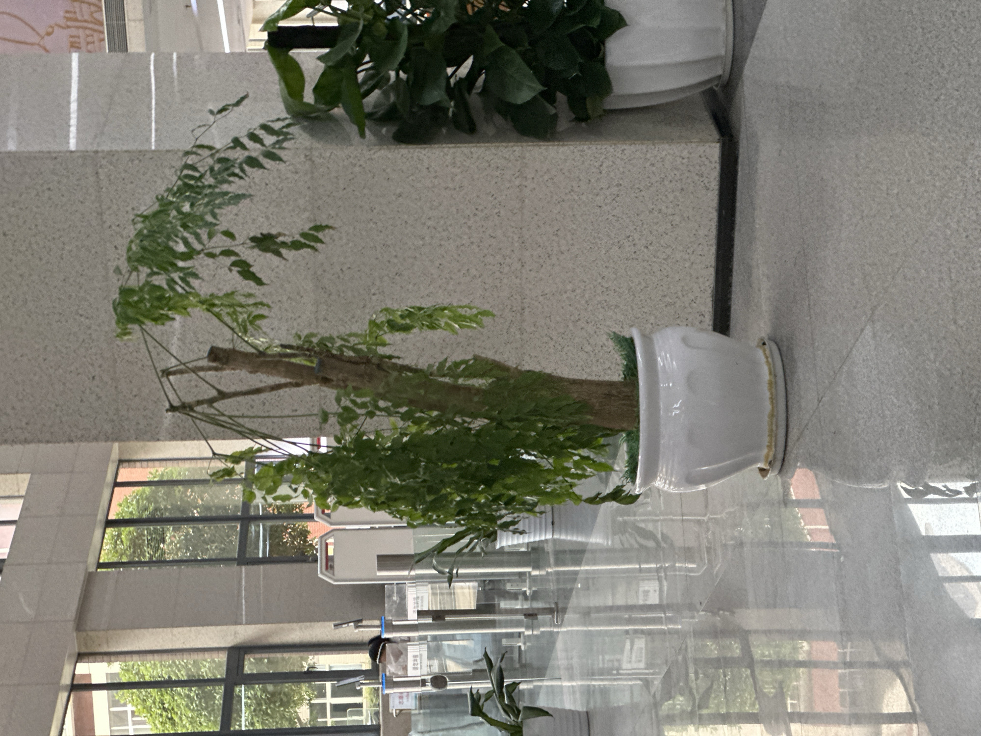 The scene is an interior space in what appears to be Chongqing High-tech Zone, China, indicated by the architectural style and signage visible through the windows. The foreground contains two potted plants. One pot contains a broad-leafed plant, and the other is a tree with delicate, small leaves. The floor is reflective, mirroring the scene, and the windows show the outside scenery, including trees and buildings. A masked person is visible through the window.