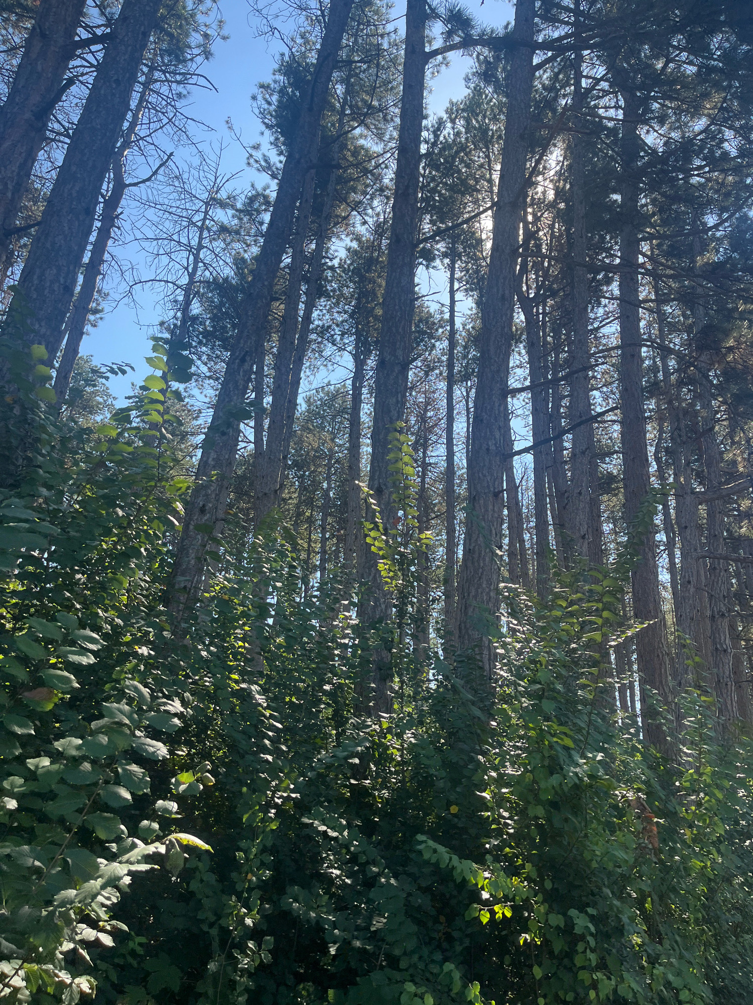 This is a low-angle, wide shot of a dense forest. Tall, slender pine trees dominate the upper portion of the frame, their trunks appearing dark and textured. The sun is partially obscured by the trees, creating a dappled light effect and a bright glare in the sky above. Lush green foliage, including smaller leafy plants and vines, fills the lower half and extends up the trunks of some of the trees, creating a thick undergrowth. The overall impression is one of a natural, sunlit forest environment. This scene is located in the region of Targovishte, Bulgaria.