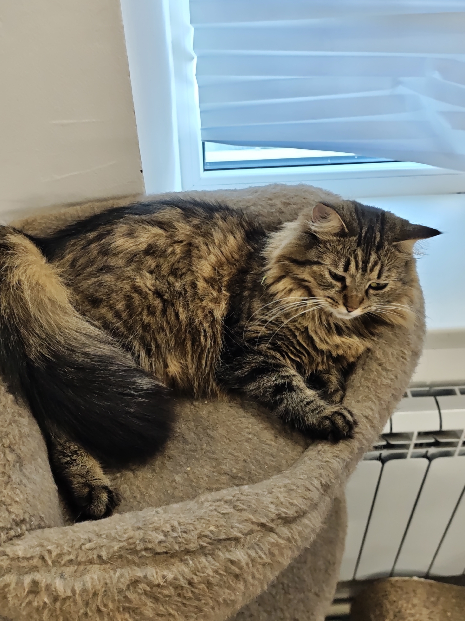 A fluffy tabby cat rests comfortably in a plush, circular cat bed. The cat is predominantly brown with dark tabby markings and a long, bushy tail. Its eyes are partially closed, giving it a relaxed and sleepy appearance. The cat bed is a neutral beige color and appears to be part of a larger cat tree or furniture.
In the background, a window with horizontal blinds is visible, suggesting an indoor setting. The blinds are partially open, allowing light to filter through. To the right of the cat, a white radiator with vertical slats is partially visible. The overall lighting suggests it might be daytime. The scene is domestic and tranquil, conveying a sense of comfort and repose for the animal. The location is identified as Vinnytsia, Ukraine. There is no visible text in the image.