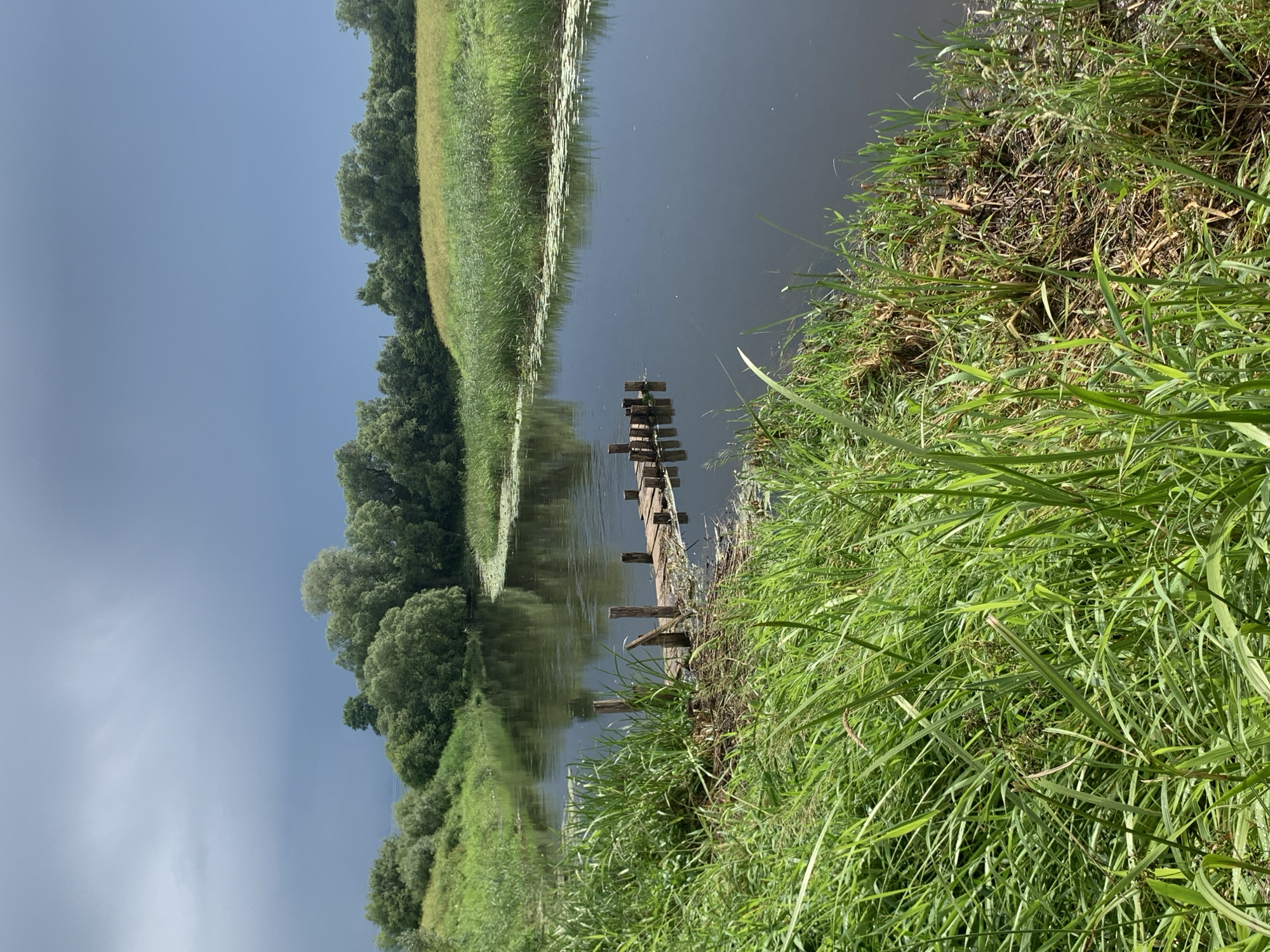 The image depicts a serene natural landscape, likely in the vicinity of Відзаўскі сельскі Савет, Belarus. A calm river flows through lush green vegetation, with tall reeds and grasses lining its banks. In the foreground, the grassy bank is thick and verdant, with some dried stalks mixed in. A small, rustic wooden pier extends into the water from the left bank, showing signs of wear and tear with exposed wooden posts. The river itself is dark and reflective, with a scattering of lily pads visible on its surface further downstream. Across the river, a dense line of trees forms a natural backdrop, their lush foliage a vibrant green. Beyond the trees, a gently sloping field with light green and yellow grasses can be seen, bathed in the soft light of an overcast sky. The sky itself is a dramatic gradient of grey and dark blue, suggesting an approaching storm or the aftermath of one. There are no people or animals visible in the scene.