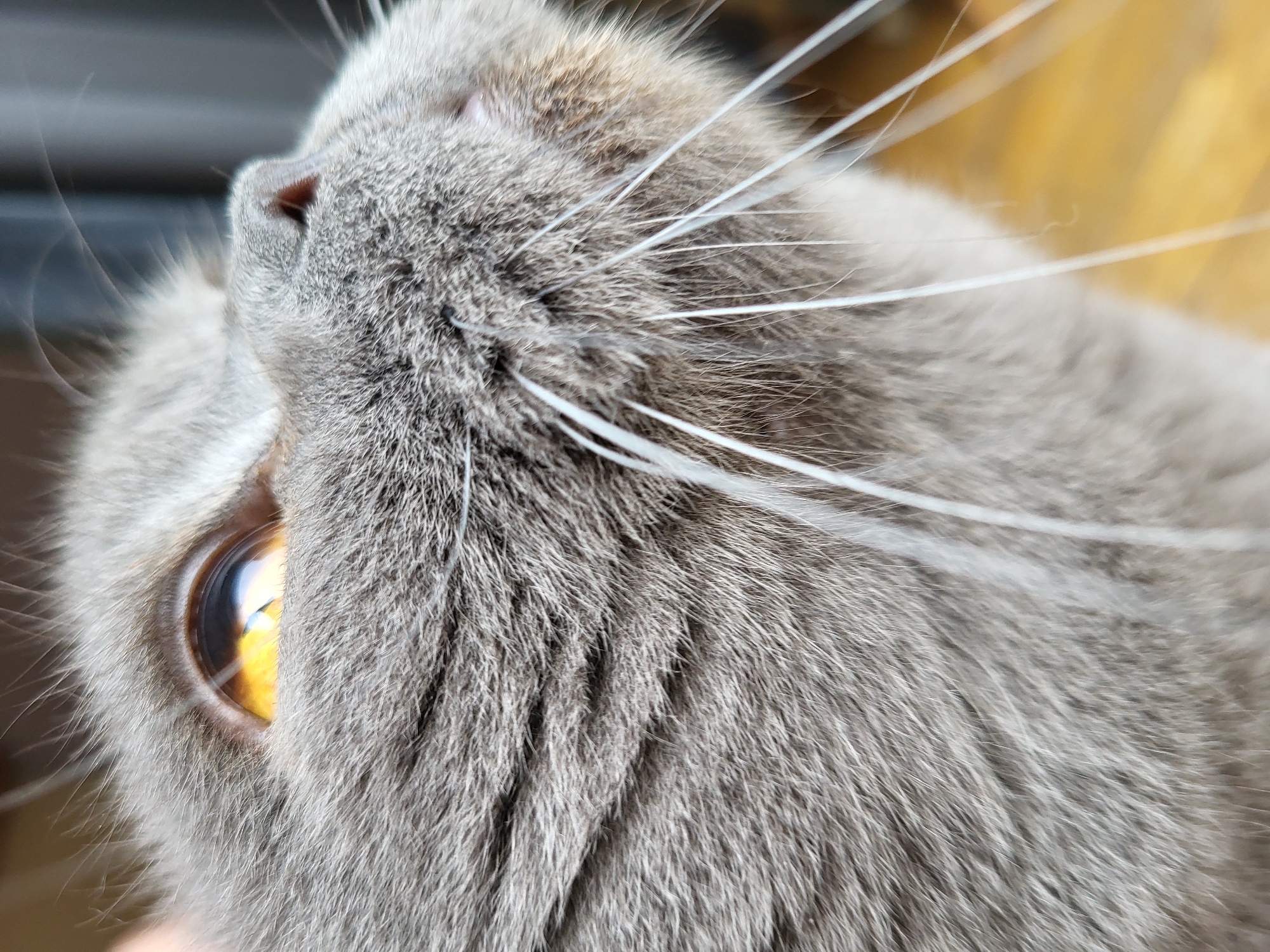 A close-up, low-angle, eye-level shot shows the face of a grey cat looking upwards. The cat's fur is dense and soft, with variations in grey tones and lighter highlights. Its eye is a striking amber color with a bright reflection, and the pupil is dilated. Long, white whiskers extend outwards from its snout. The background is blurred, with hints of a wooden surface and a dark curtain. The image appears to be taken indoors, with natural light illuminating the cat's face from the left.