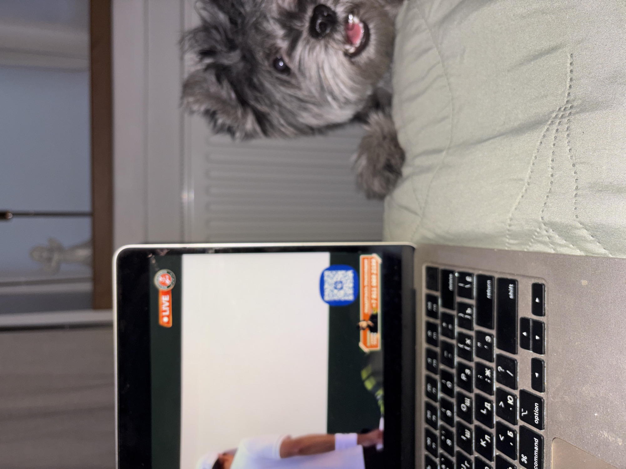 Here is a concise, forensic, matter-of-fact description of the scene:
A gray, small dog with its mouth open is looking down at a laptop. The laptop is displaying a live stream of a tennis match with a QR code overlay. The keyboard has Cyrillic characters. The background includes a white radiator and a portion of a door frame. The scene is located in Chaikovsky, Russia based on the phone number that can be seen on the laptop screen.