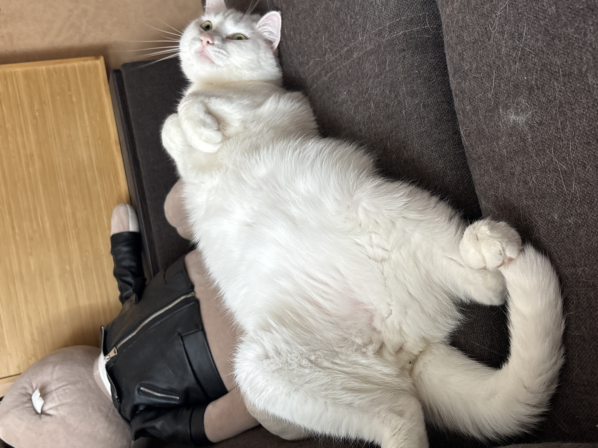 A fluffy white cat is lying on its back on a dark brown couch. The cat is facing the camera with its paws curled up towards its chest and its tail curved around its body. The cat's eyes are open and it appears to be looking at the camera. To the left of the cat is a large stuffed toy bear wearing a black leather jacket. The background is a wooden wall. The image was taken in Vysokoye, Russia.