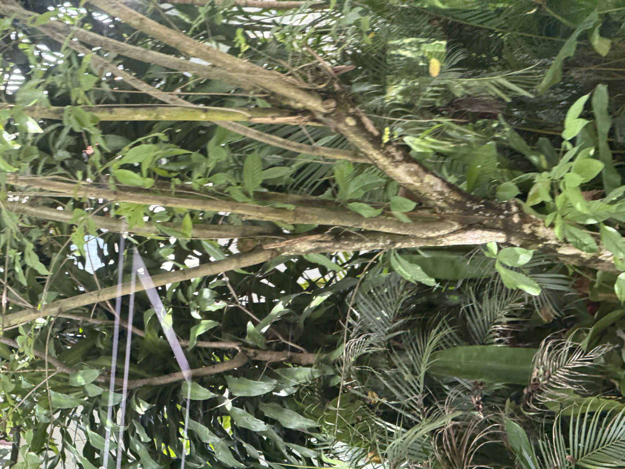 A dense array of green foliage dominates the scene, with a focus on branches and leaves typical of a tree canopy or thick undergrowth, perhaps in an Unknown city. The branches, in varying shades of brown, intersect the frame diagonally. The leaves exhibit a range of green hues, from light to dark, with some evidence of water droplets, suggesting recent rain or high humidity. The overall impression is one of natural, untamed growth, with the branches and leaves obscuring a full view of the background. There are reflections, suggesting the image was taken through glass.