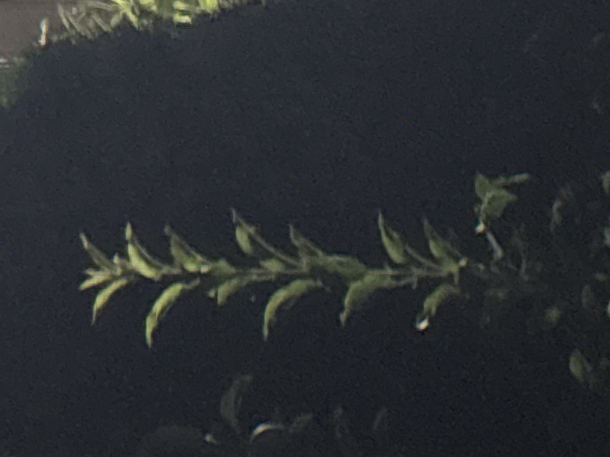 A single, green plant with multiple leaves is shown against a dark, out-of-focus background. The plant appears to be upright and has a central stem with leaves branching off at intervals. The leaves are oval-shaped and have a lighter green hue. The background is uniformly dark, suggesting a low-light environment or a dark surface behind the plant. There are no people or any other discernible objects in the image. The scene is static and does not depict any action or interaction. There is no information in the image to indicate its location in Vostok, Kyrgyzstan.