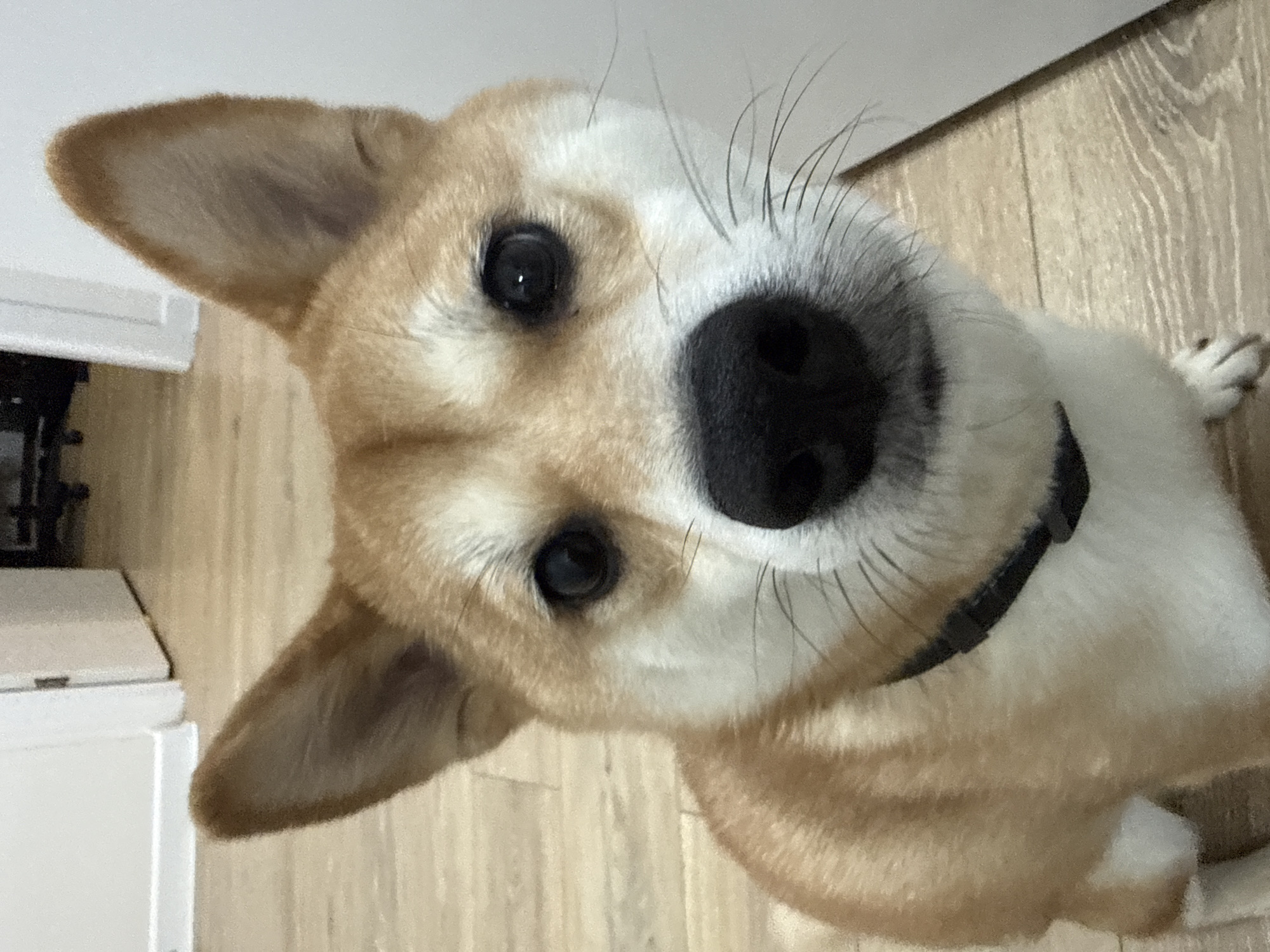A medium close-up shot shows a dog, likely a corgi mix, looking up at the camera with a tilted head. The dog has a black collar, light brown fur with white patches, and a large, black nose. The background consists of light wood-grain flooring and a white cabinet in the upper left corner. The location in Troitsk, Russia is not evident from the image.