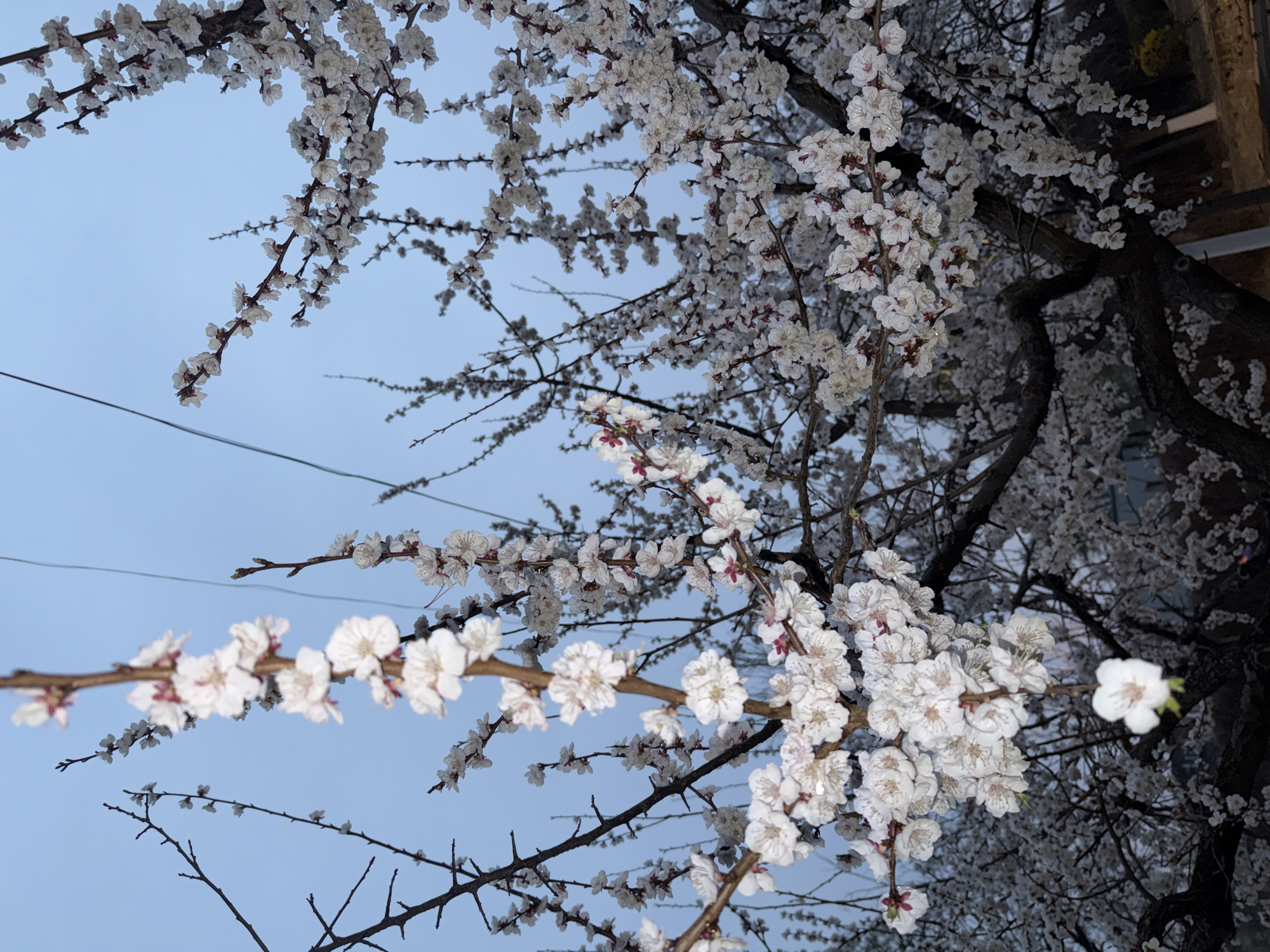 The image depicts flowering tree branches against a blue sky, likely at dusk or dawn, in an urban environment. The branches are laden with small, white blossoms, possibly from a fruit tree such as cherry or plum. The branches are bare, except for the flowers. Some buildings are visible in the upper right corner of the photo.