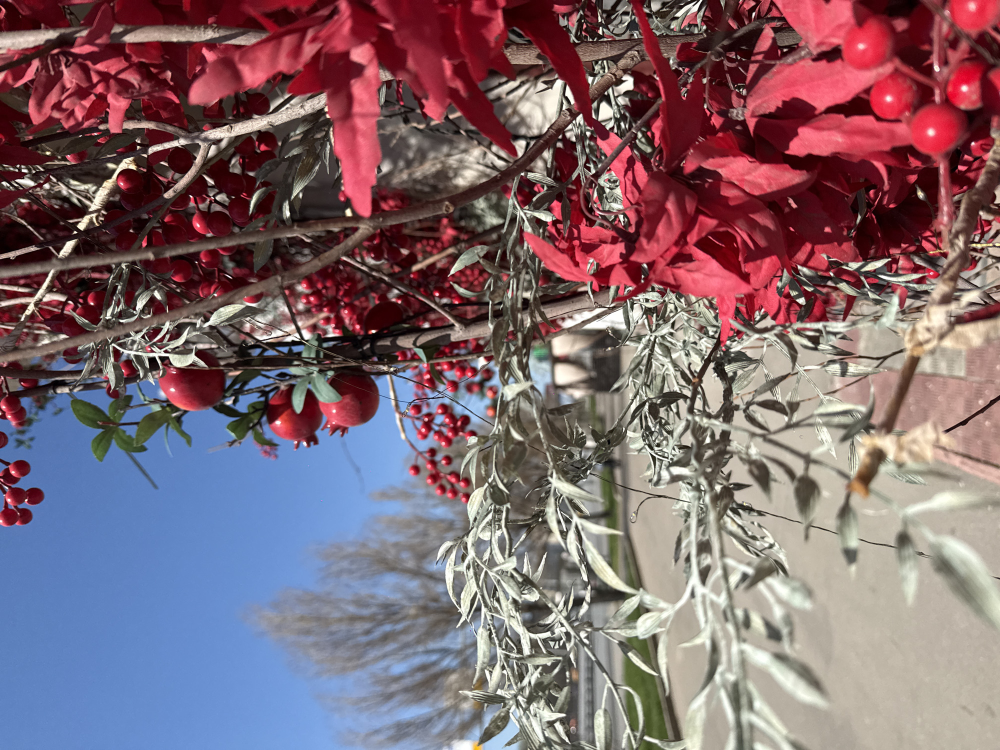 The image shows a low-angle view in what appears to be an outdoor setting. The composition includes both natural and artificial elements. Dominating the top portion of the image are artificial red leaves and red berries clustered together on branches, along with silver-grey foliage with hanging tendrils. In the lower portion of the image, pomegranates with green leaves are visible. The background shows a clear blue sky and a glimpse of tree branches, possibly indicating an outdoor or park setting. The image is slightly tilted, suggesting the photograph was taken with the camera at an angle. The presence of artificial elements suggests this may be a decorative display. There's a faint suggestion of a street-like setting in the very background, but details are not clear enough to definitively pinpoint the location or verify it as Khimki, Russia, based solely on this visual evidence.